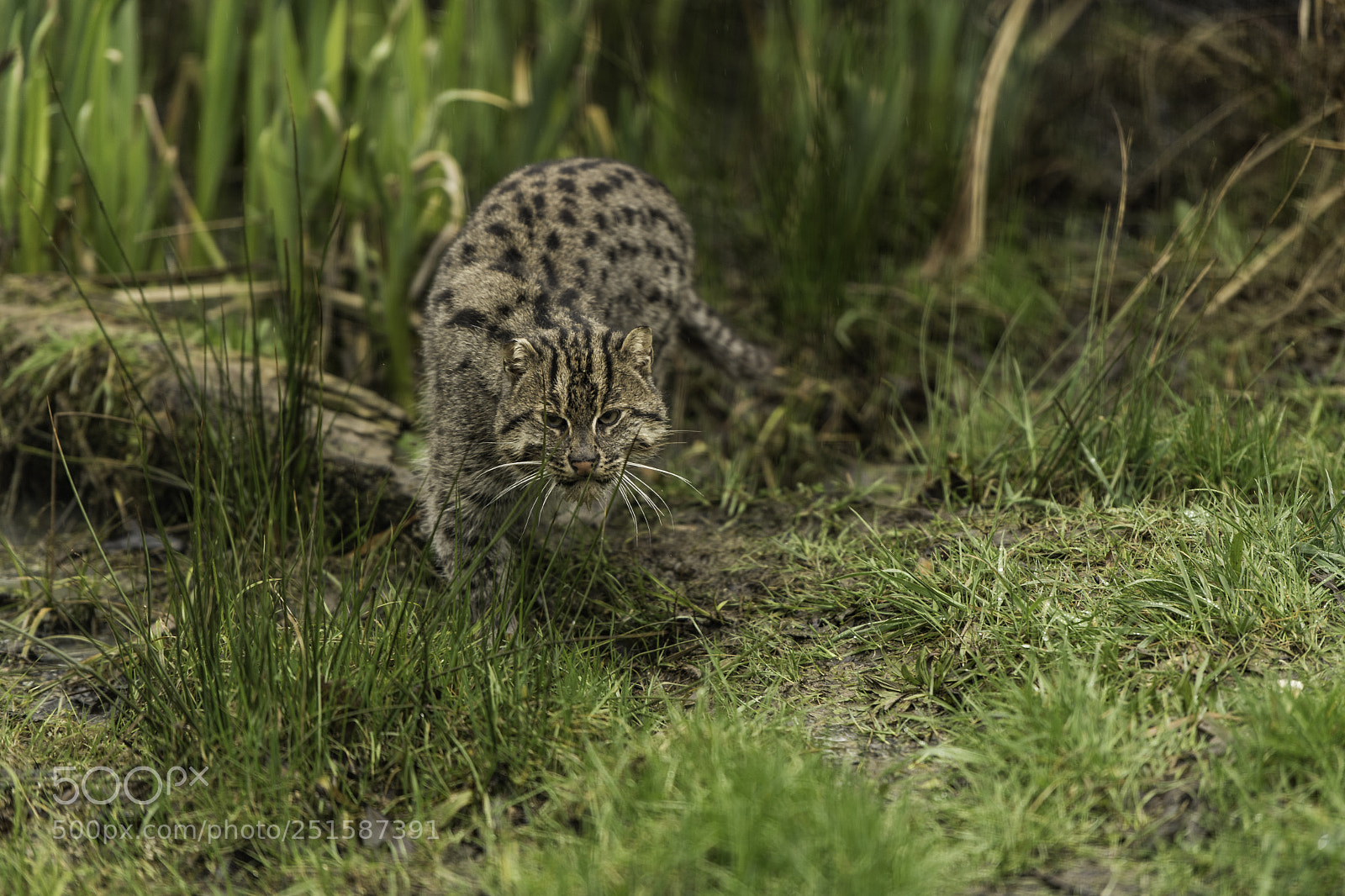Nikon D5 sample photo. Fishing cat series photography