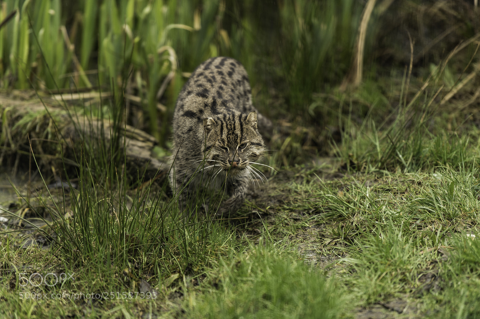 Nikon D5 sample photo. Fishing cat series photography