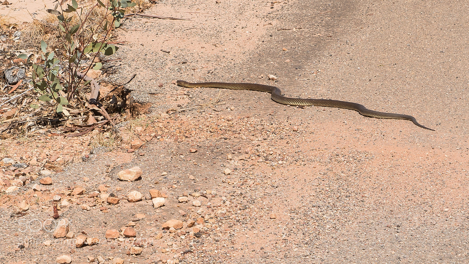 Sony a6300 sample photo. King brown snake pseudechis photography