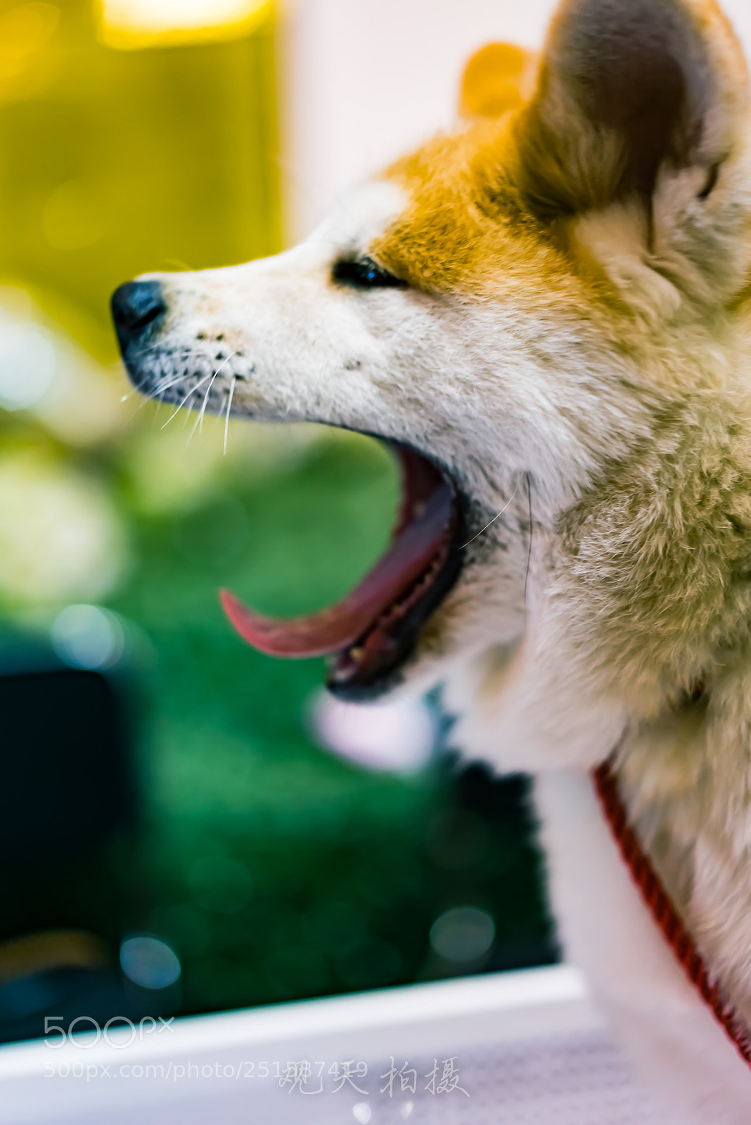 Sony a7R III sample photo. 柴犬！！   秋田！！ photography