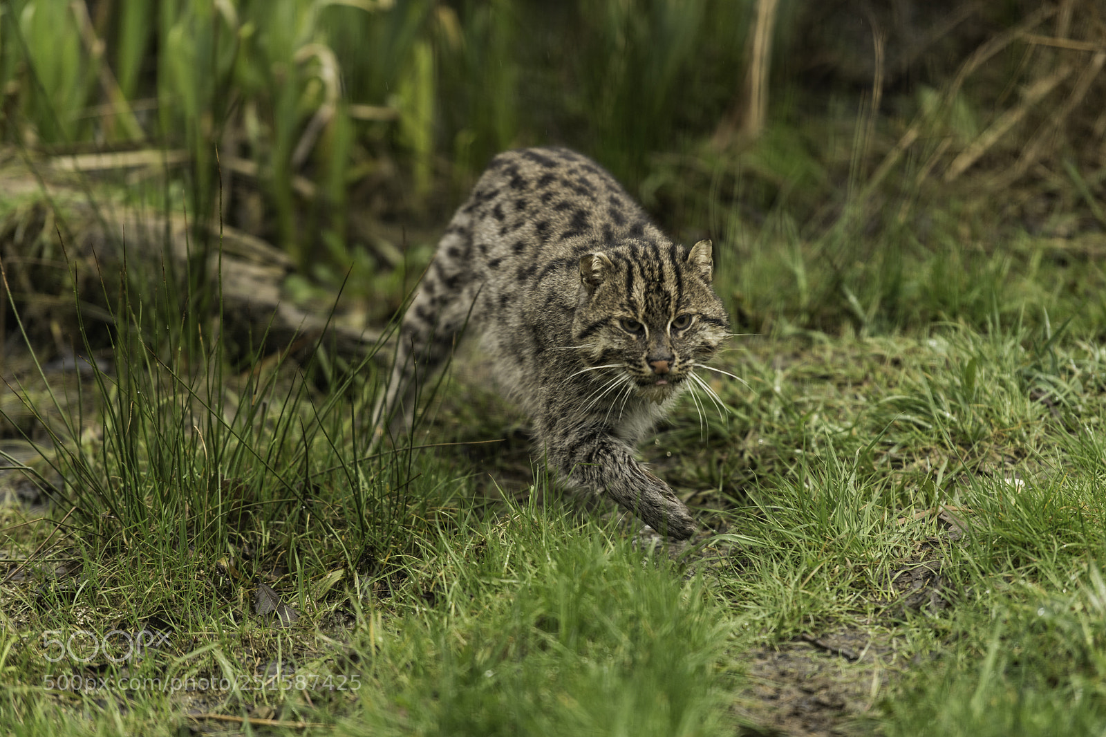 Nikon D5 sample photo. Fishing cat series photography