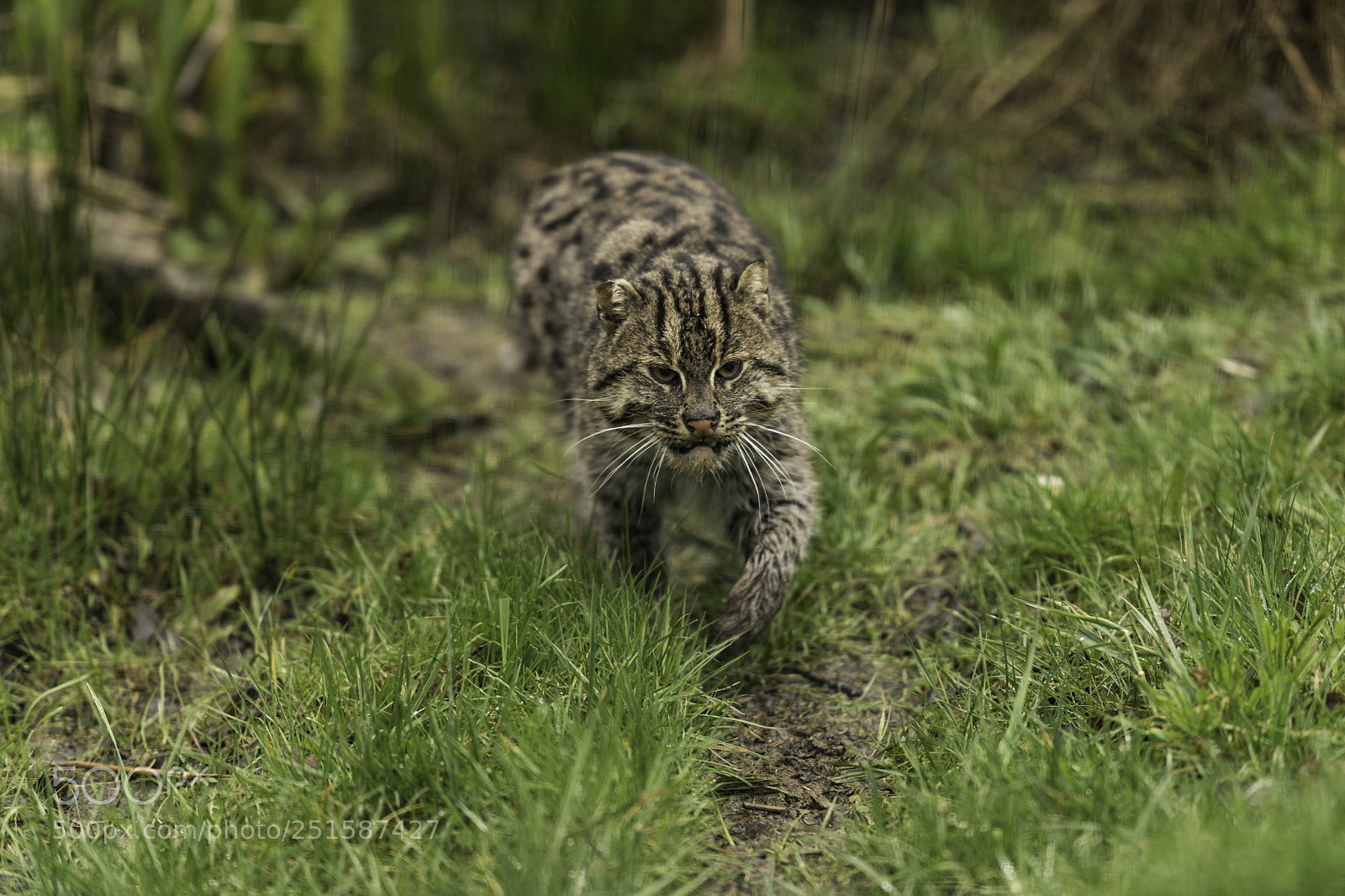 Nikon D5 sample photo. Fishing cat series photography