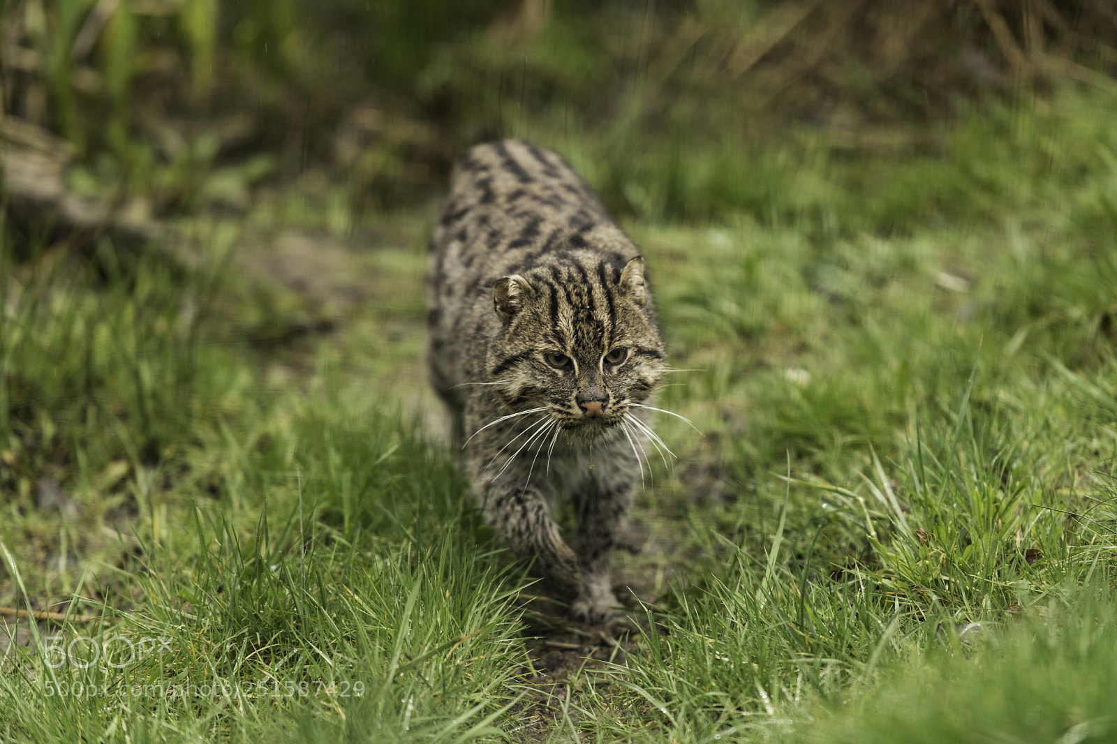 Nikon D5 sample photo. Fishing cat series photography