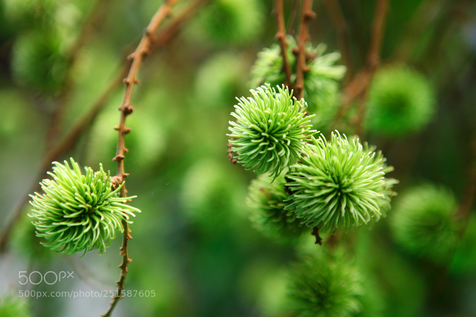 Canon EOS 5D Mark II sample photo. Img photography
