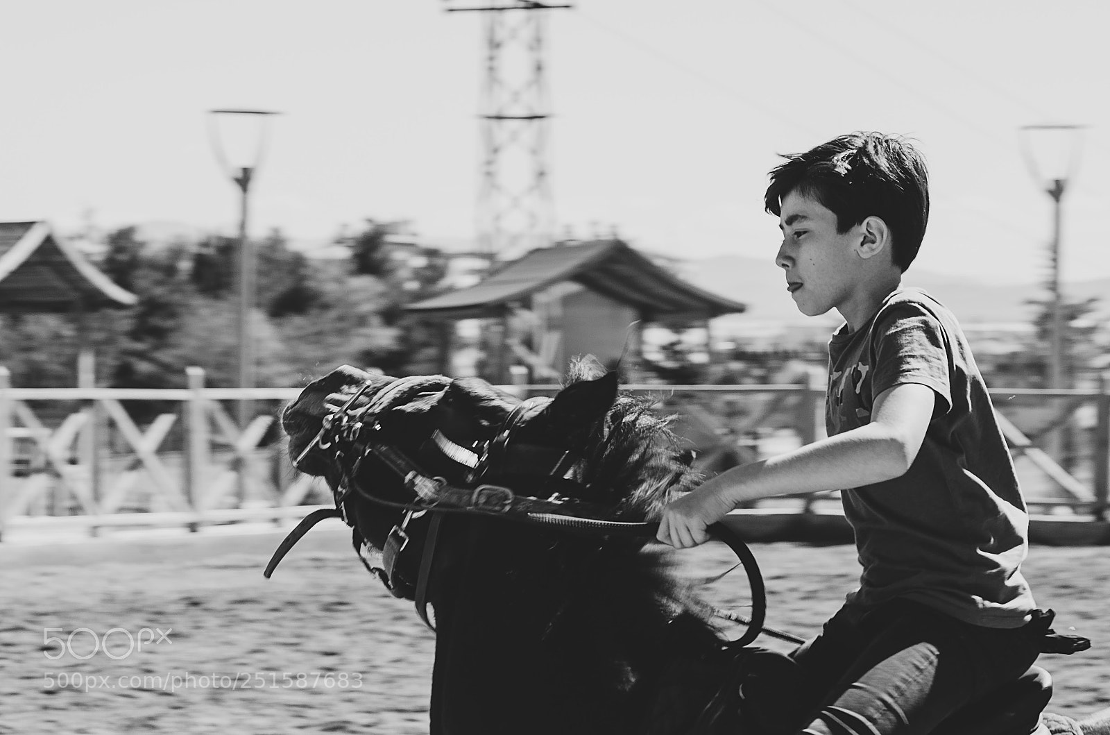 Nikon D7000 sample photo. Horse photography