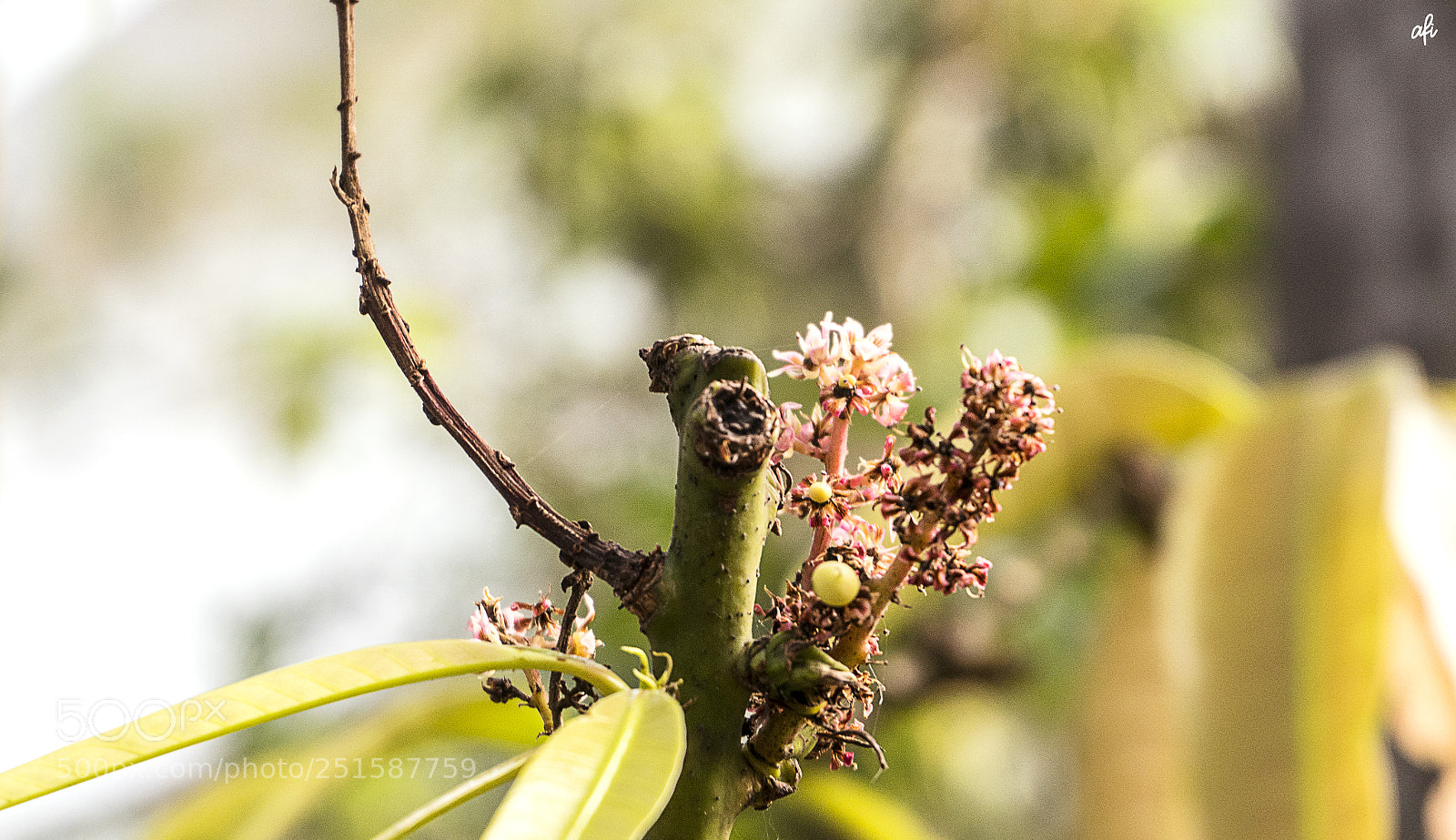 Sony a6300 sample photo. Little blossoms of mango photography