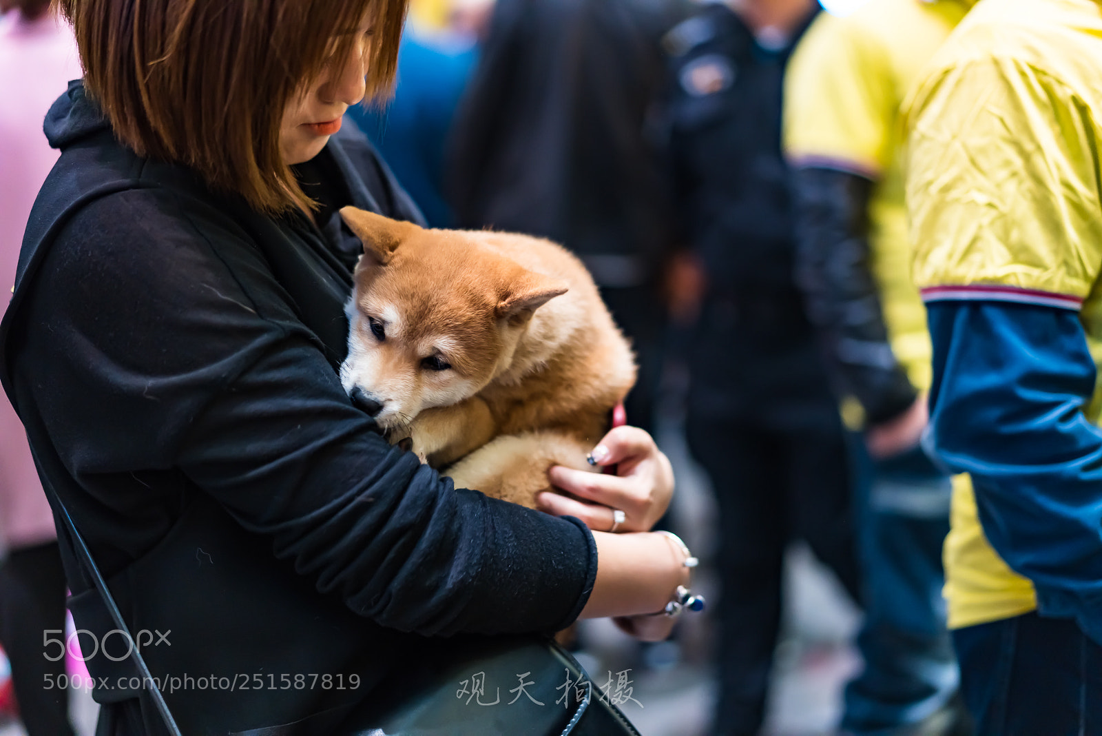 Sony a7R III sample photo. 柴犬  秋田！！ photography