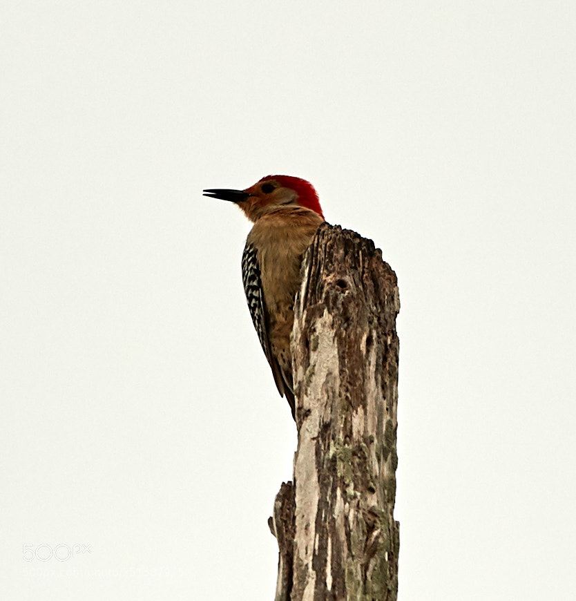 Canon EOS-1D X Mark II sample photo. 03-31-18-0010195.jpg photography