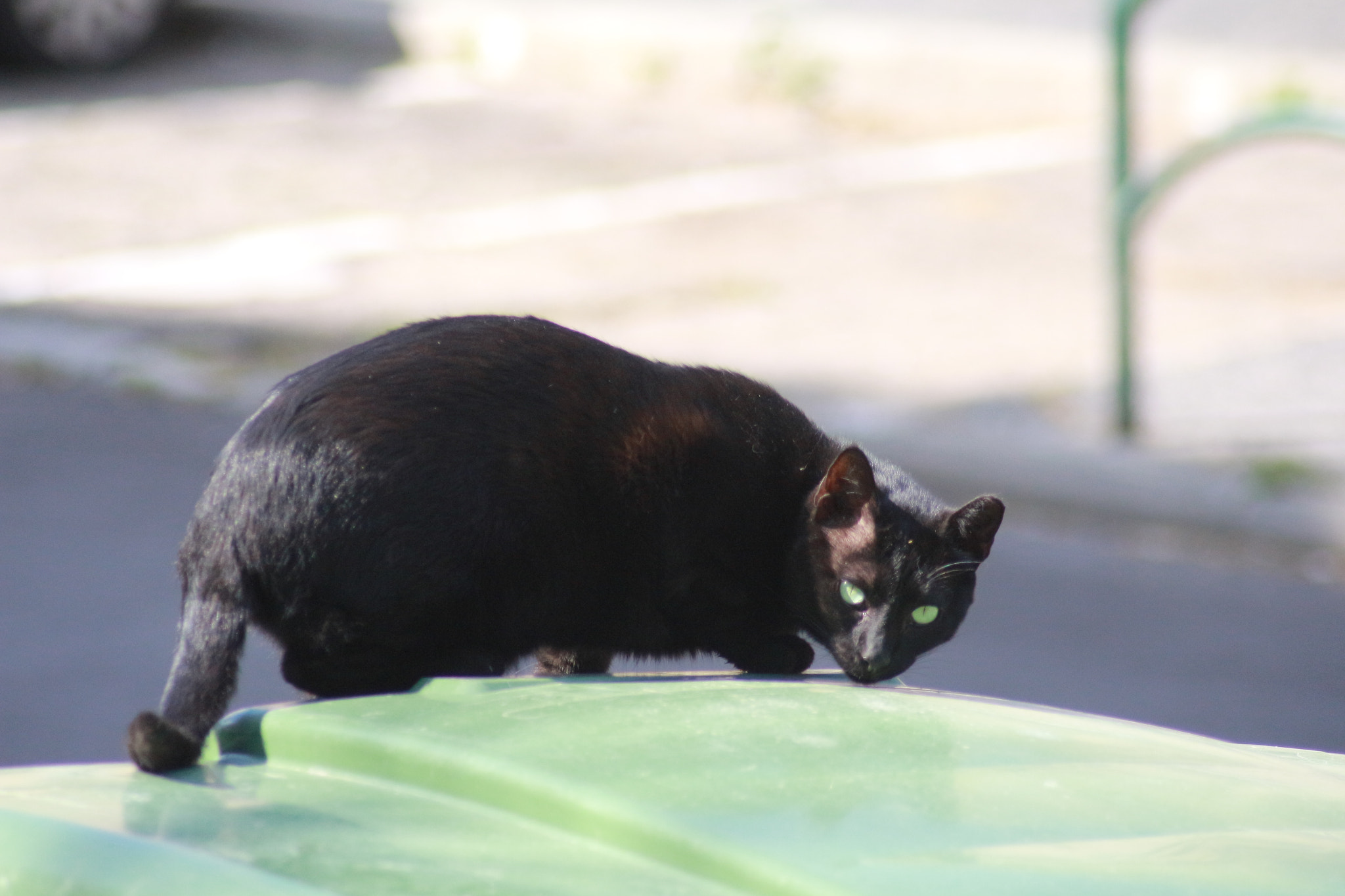 Canon EOS 700D (EOS Rebel T5i / EOS Kiss X7i) sample photo. кот бегемот photography