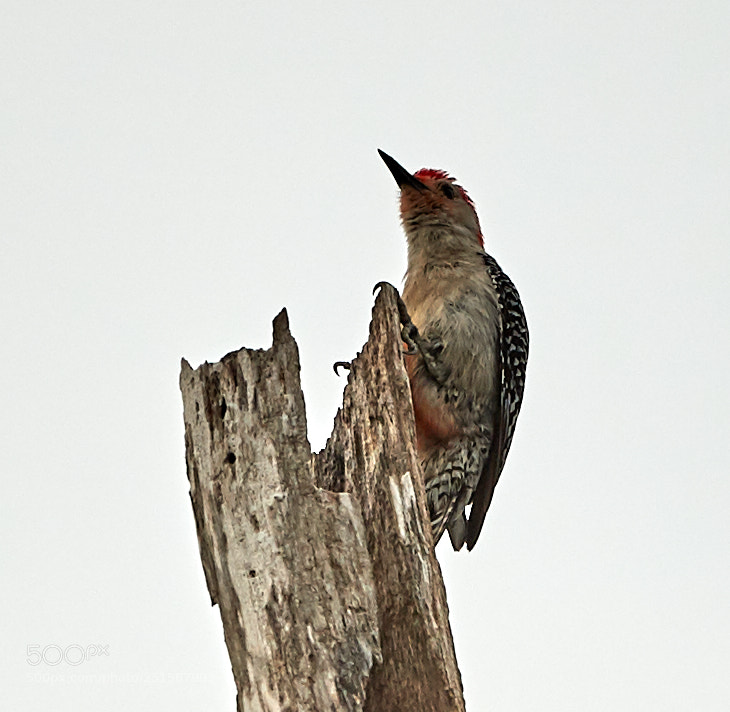 Canon EOS-1D X Mark II sample photo. 03-31-18-0010215.jpg photography