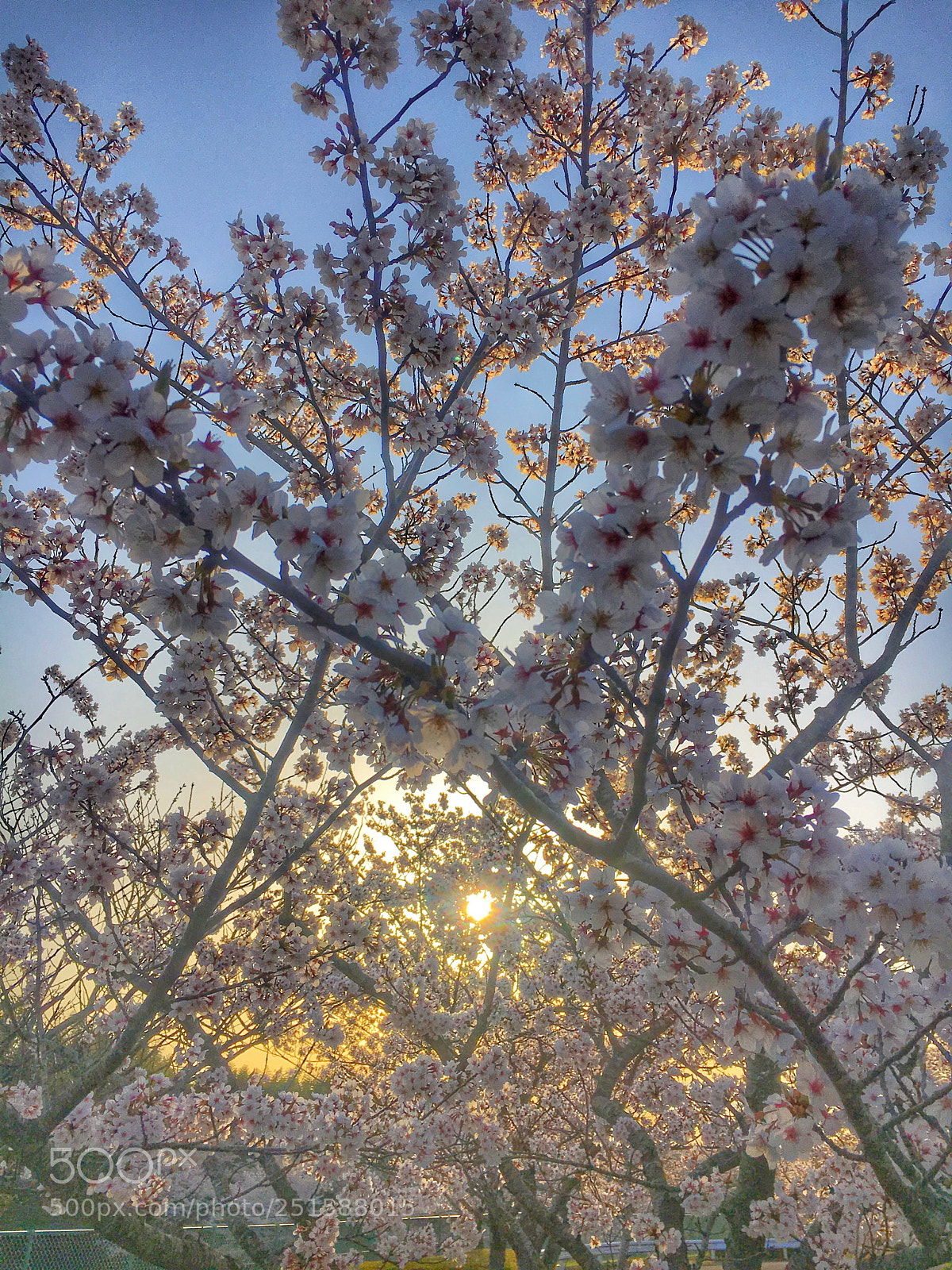 Apple iPhone 6s sample photo. Cherry blossom photography