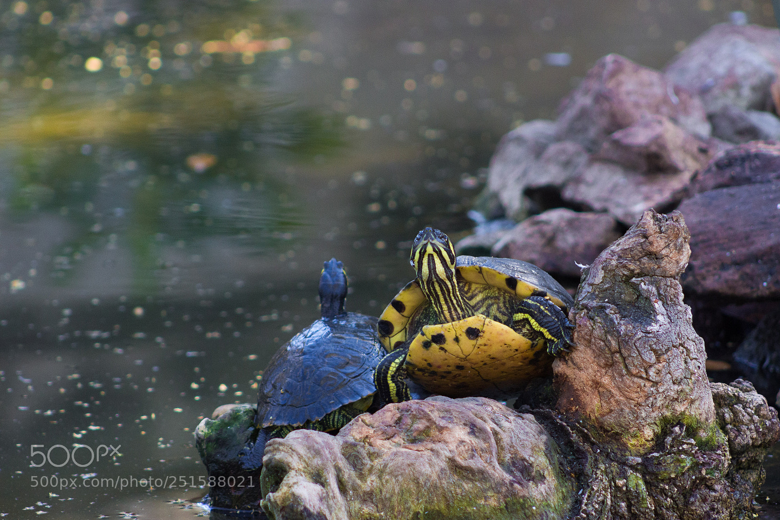 Canon EOS 100D (EOS Rebel SL1 / EOS Kiss X7) sample photo. Turtles reaching for the photography