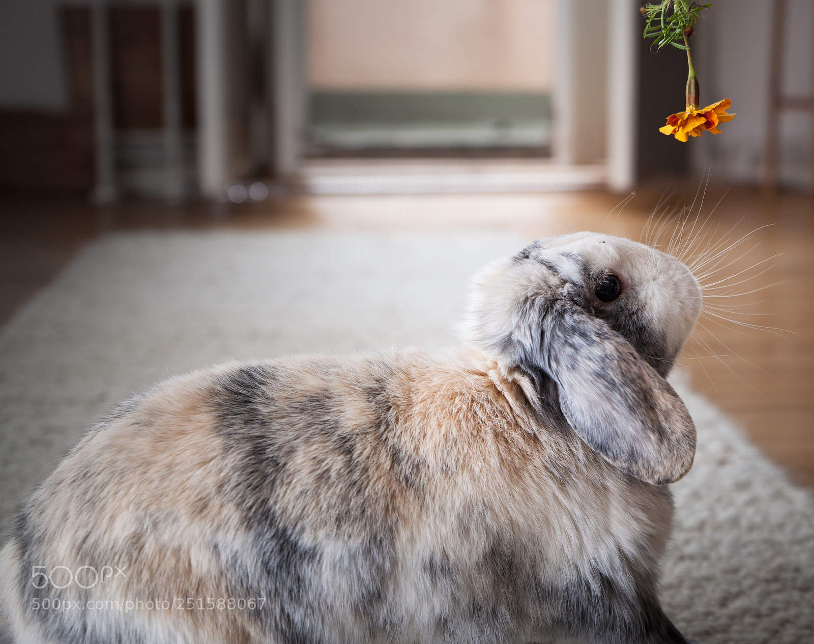 Canon EOS 5D Mark II sample photo. Easterbunny 1 photography