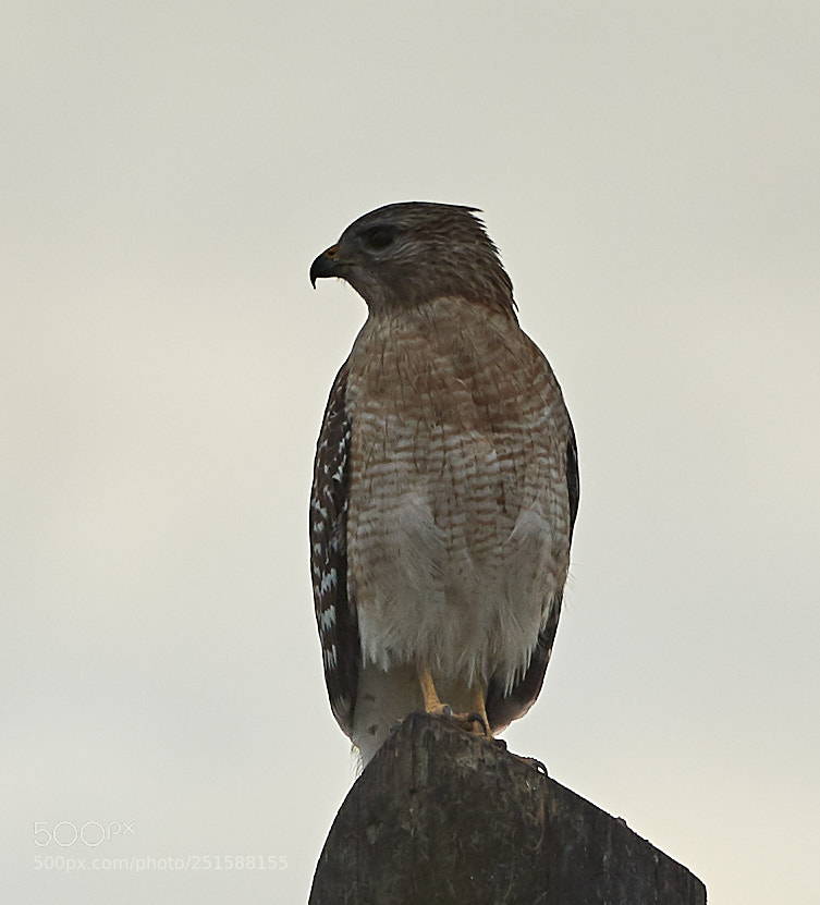 Canon EOS-1D X Mark II sample photo. 03-31-18-0010226.jpg photography