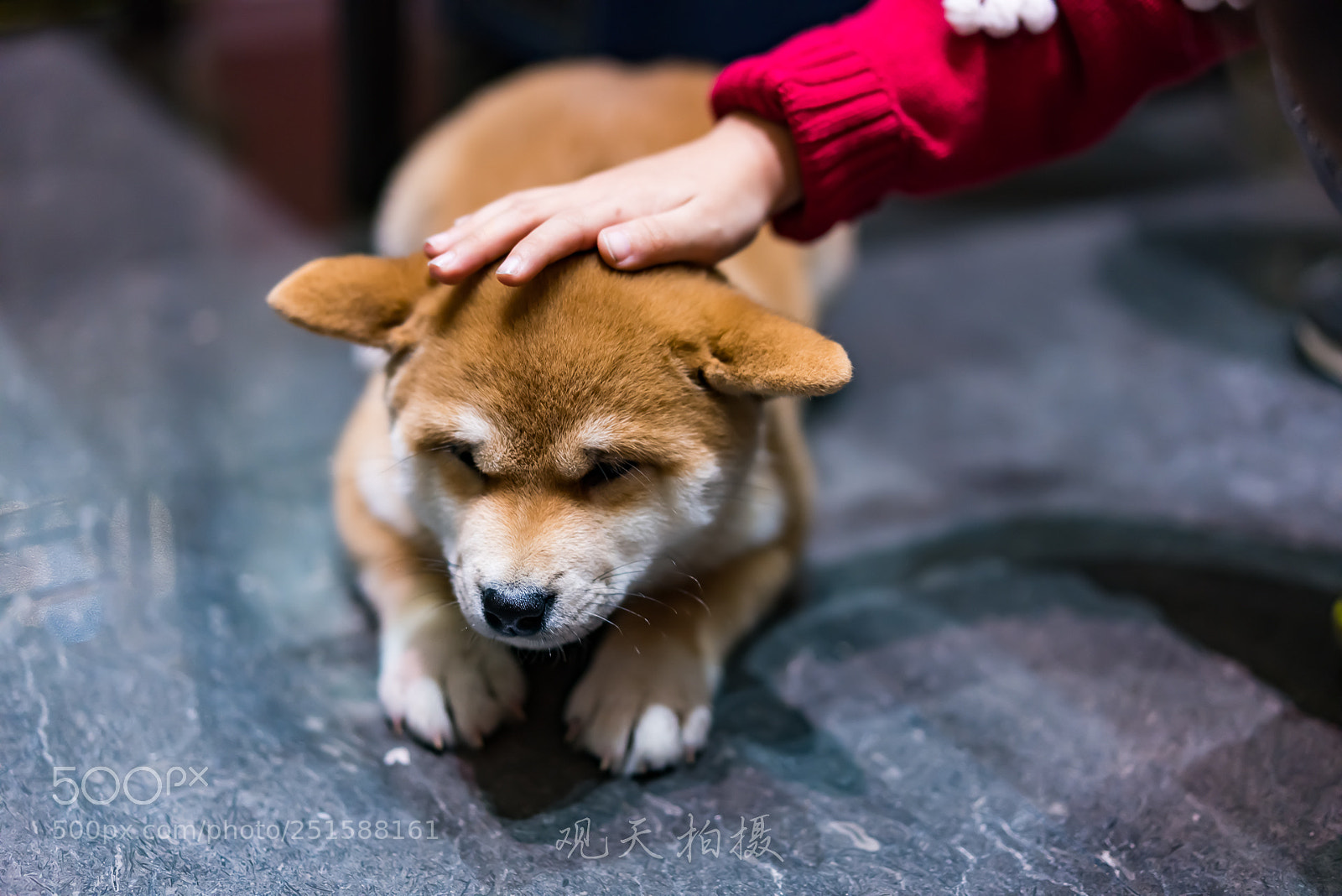 Sony a7R III sample photo. 柴犬  秋田！！ photography