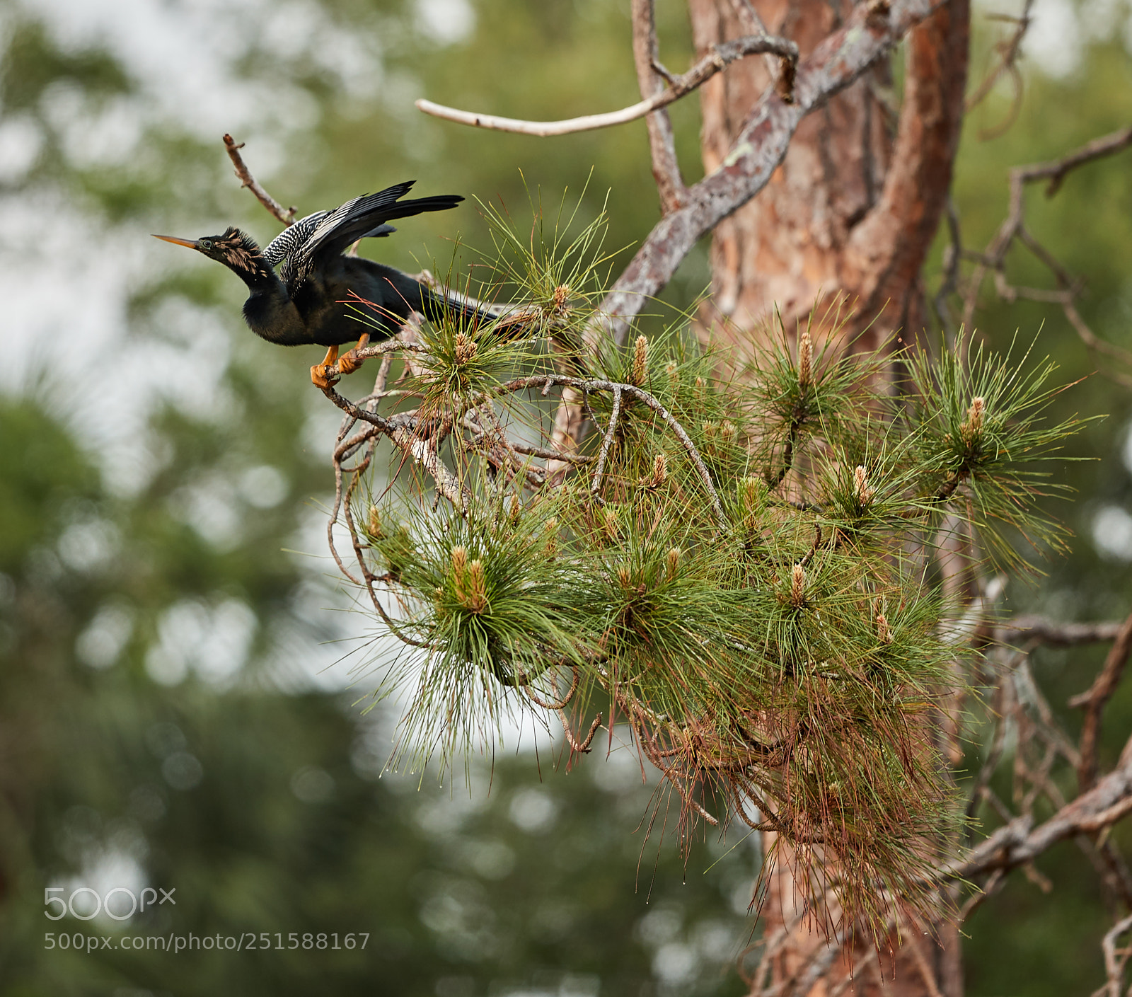 Canon EOS-1D X Mark II sample photo. 03-31-18-0010228 2.jpg photography