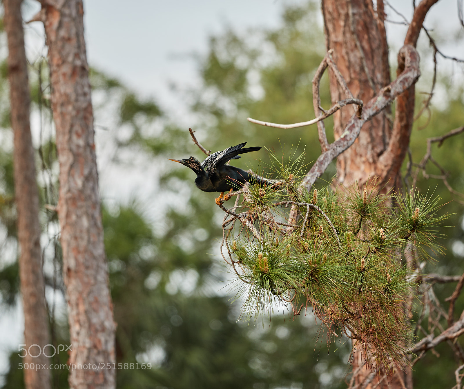 Canon EOS-1D X Mark II sample photo. 03-31-18-0010228 1.jpg photography