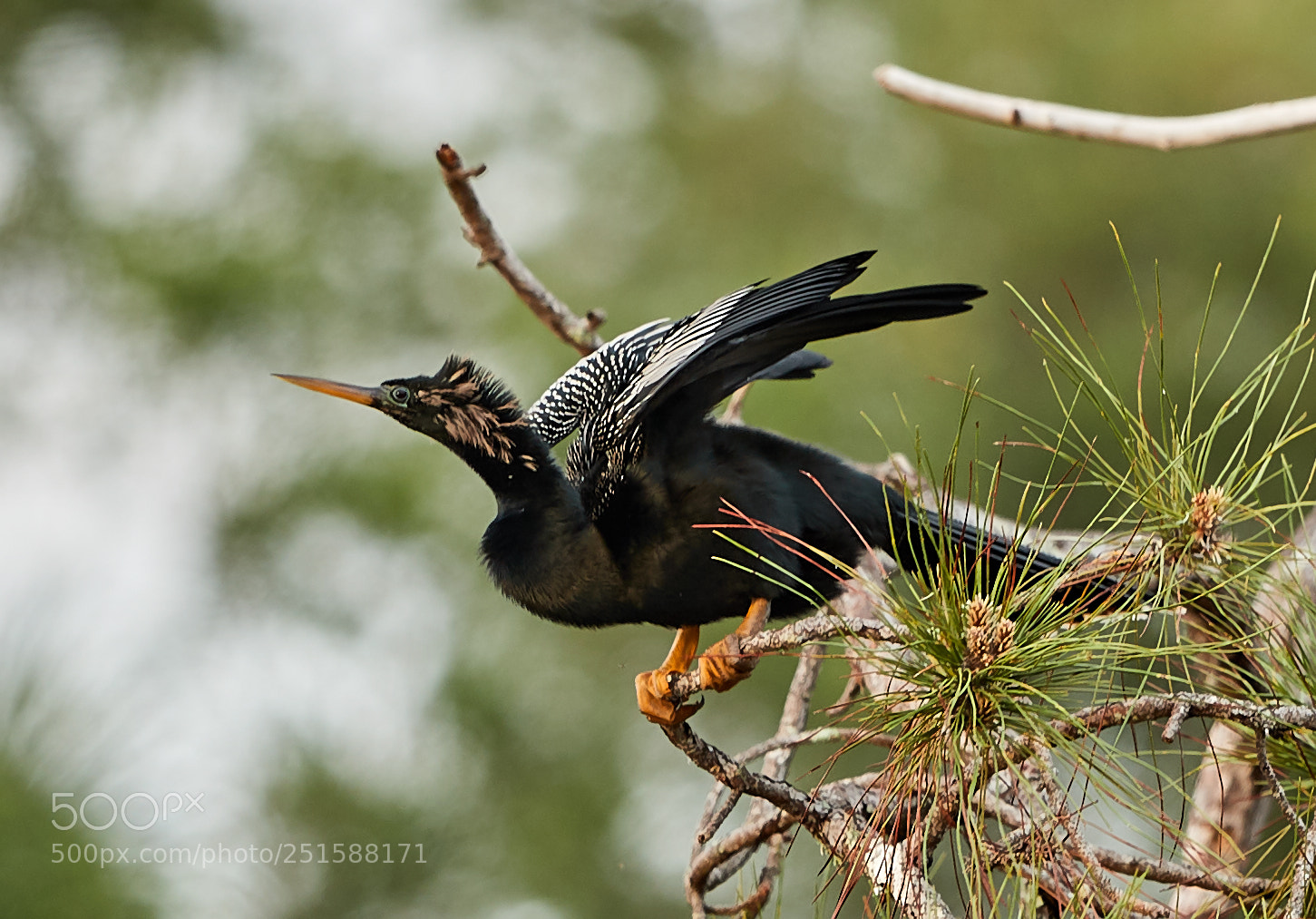 Canon EOS-1D X Mark II sample photo. 03-31-18-0010228.jpg photography