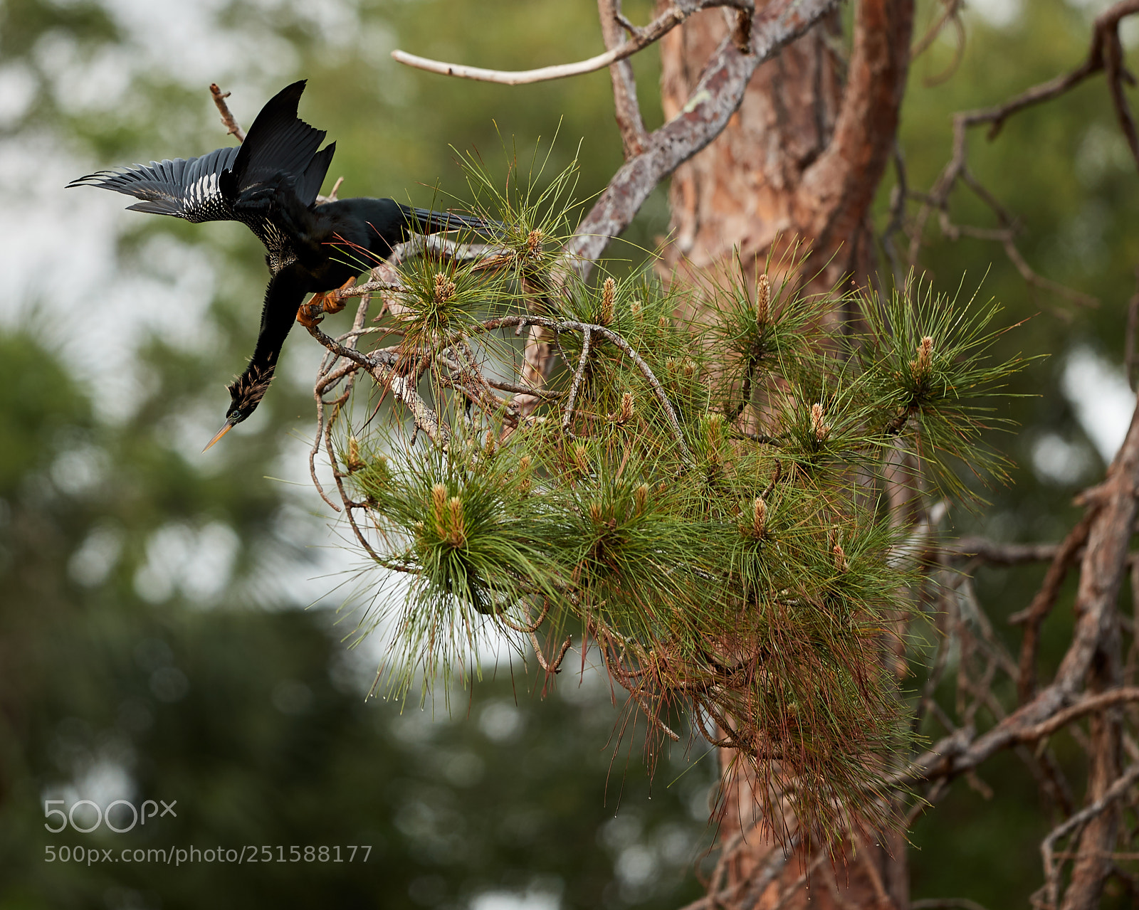 Canon EOS-1D X Mark II sample photo. 03-31-18-0010229 1.jpg photography