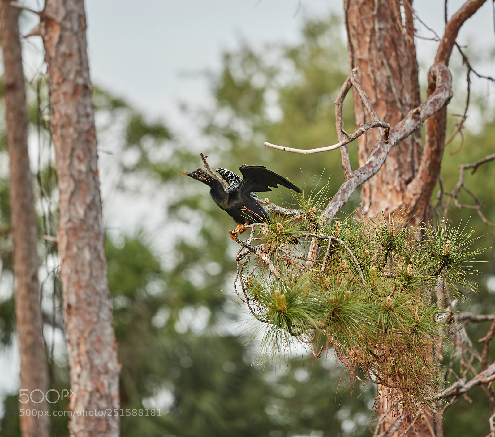 Canon EOS-1D X Mark II sample photo. 03-31-18-0010231 1.jpg photography