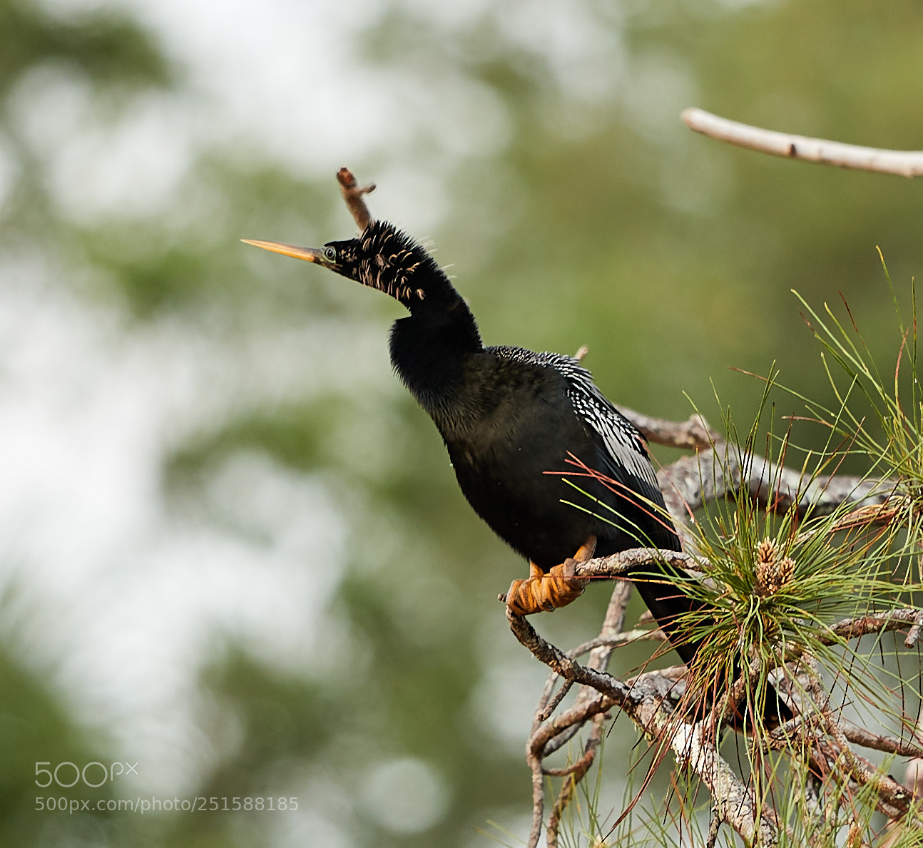 Canon EOS-1D X Mark II sample photo. 03-31-18-0010234.jpg photography