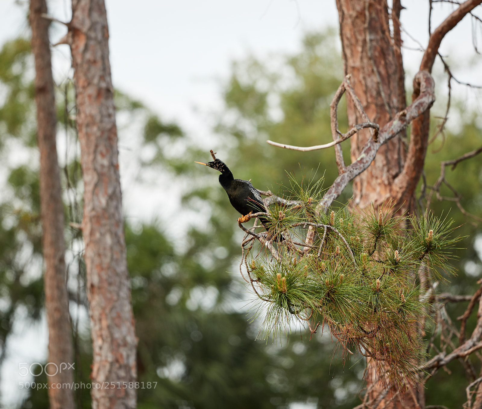 Canon EOS-1D X Mark II sample photo. 03-31-18-0010234 1.jpg photography