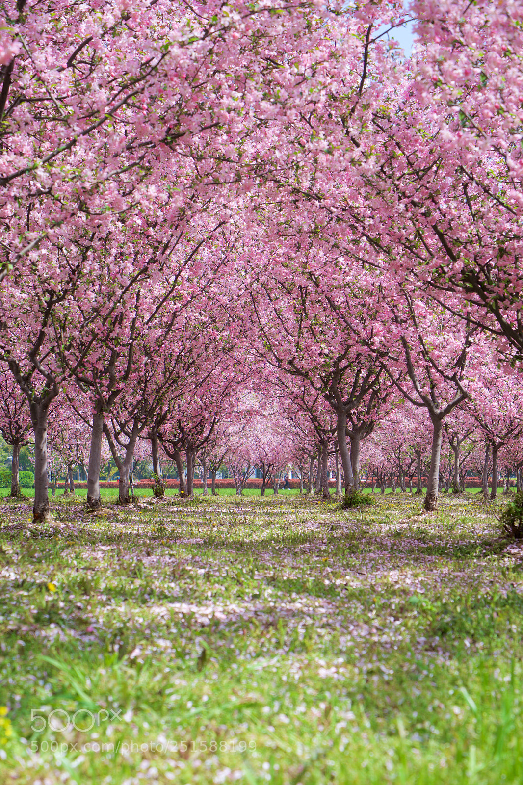 Sony a7 sample photo. Pretty prunus persica tree photography