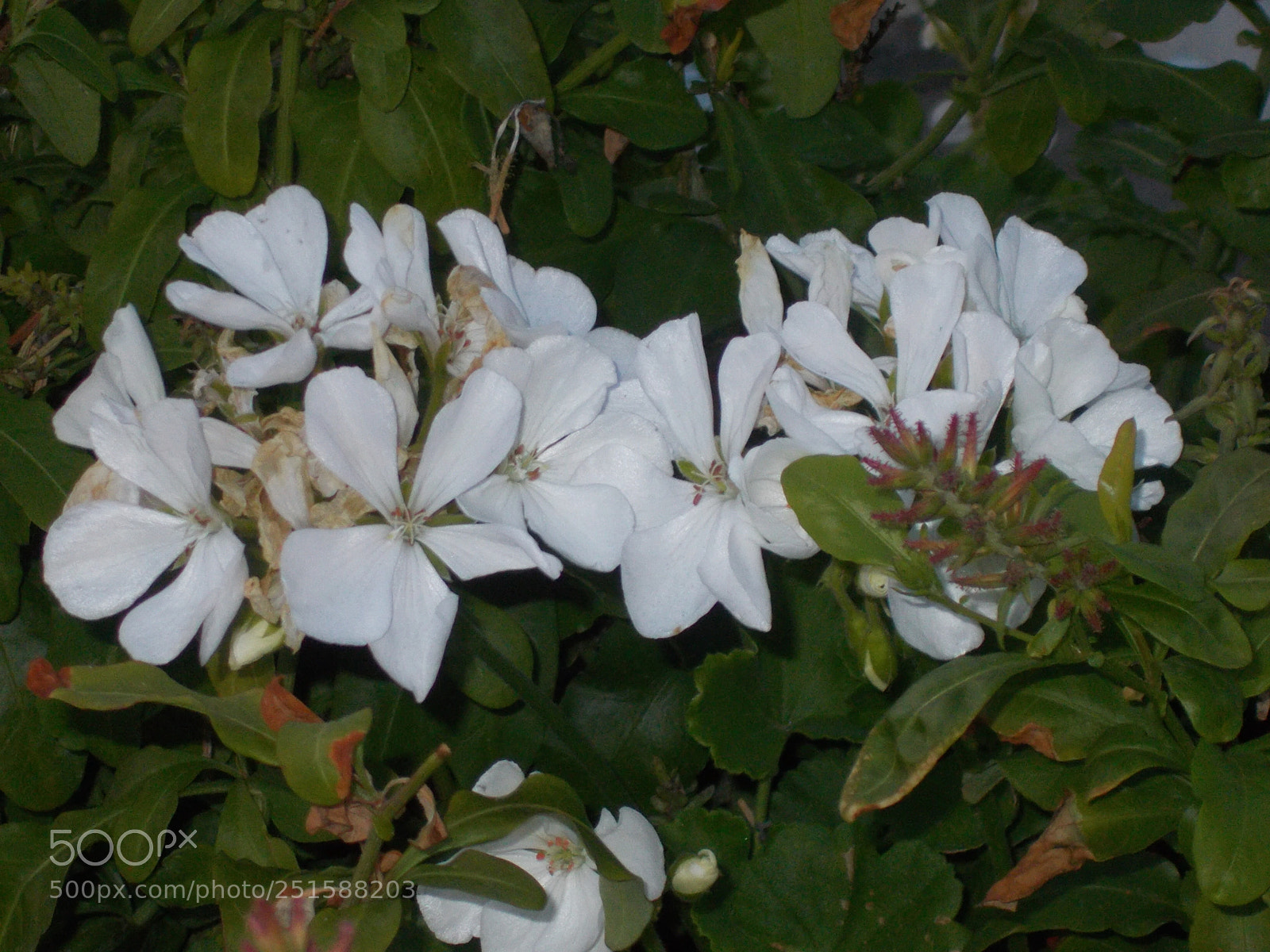Nikon Coolpix L31 sample photo. White flowers at sunset photography