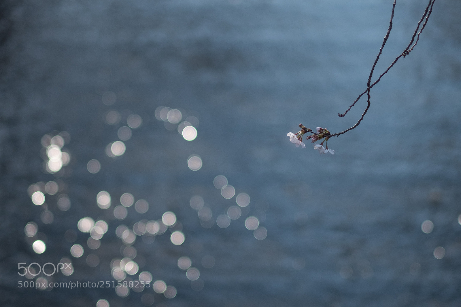 Fujifilm X-T20 sample photo. Sakura photography
