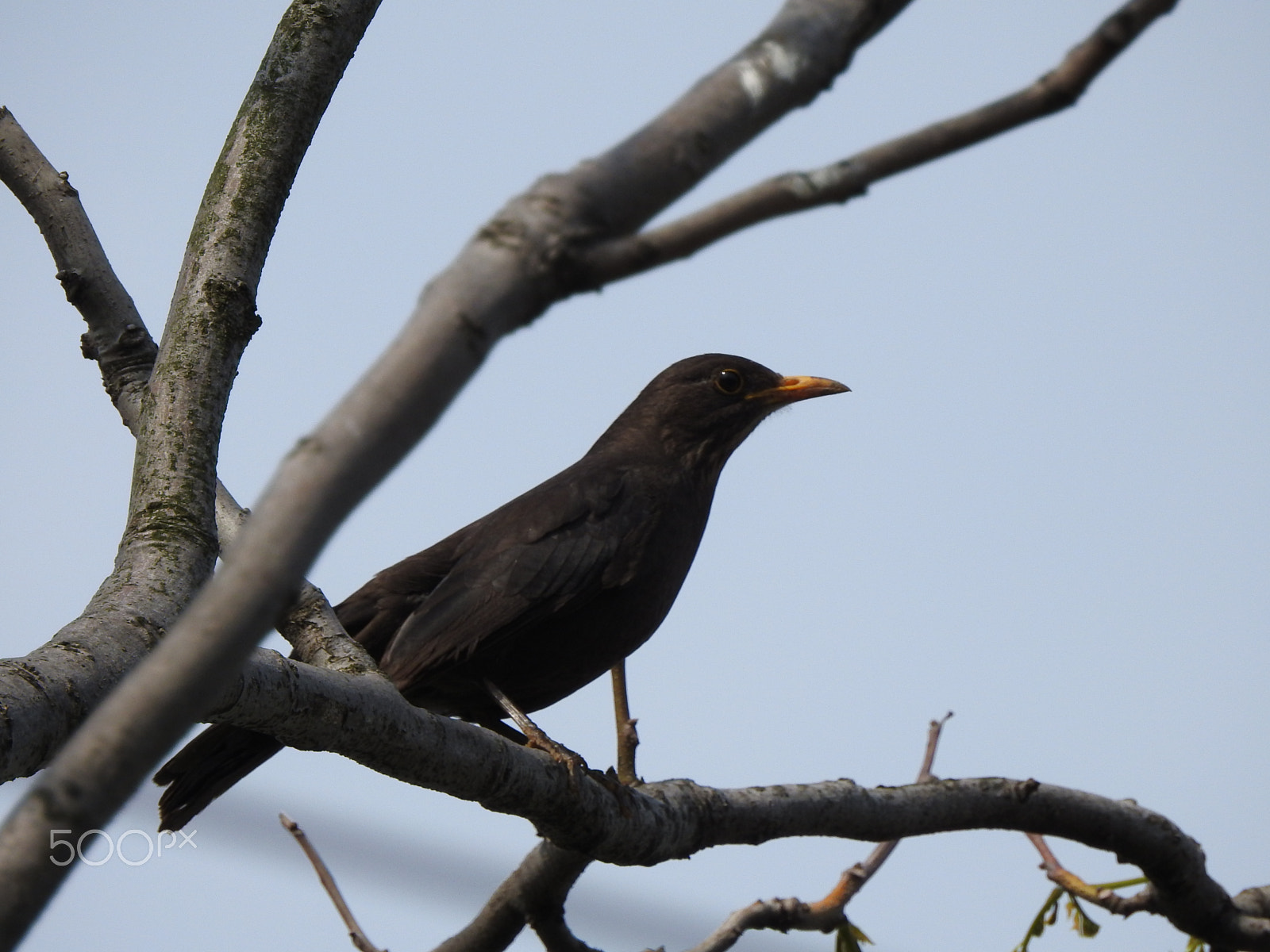Nikon COOLPIX P900s sample photo. A blackbird perched in a tree photography
