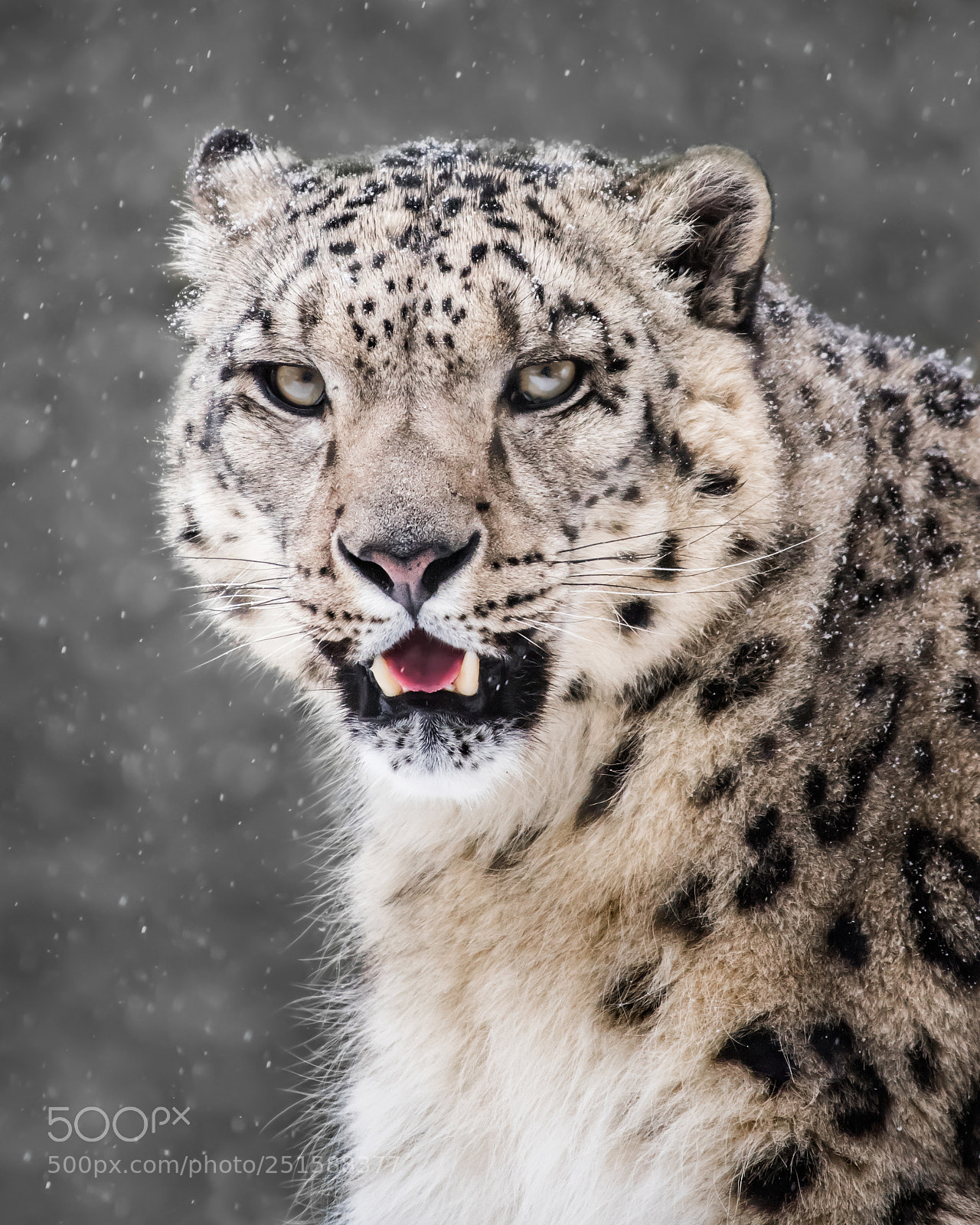 Nikon D810 sample photo. Snow leopard in snow photography