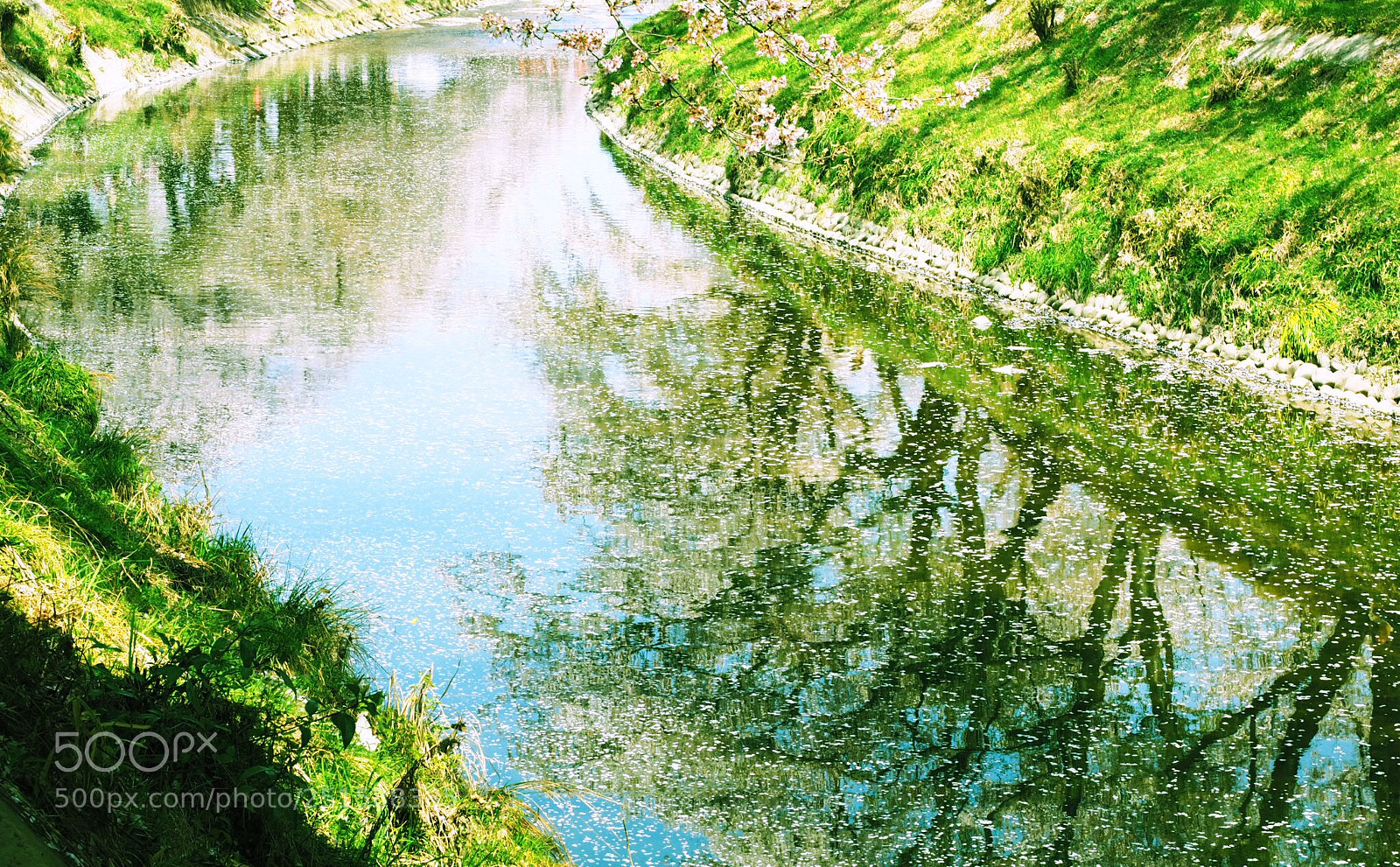 Olympus OM-D E-M10 II sample photo. Reflection of cherry blossom photography