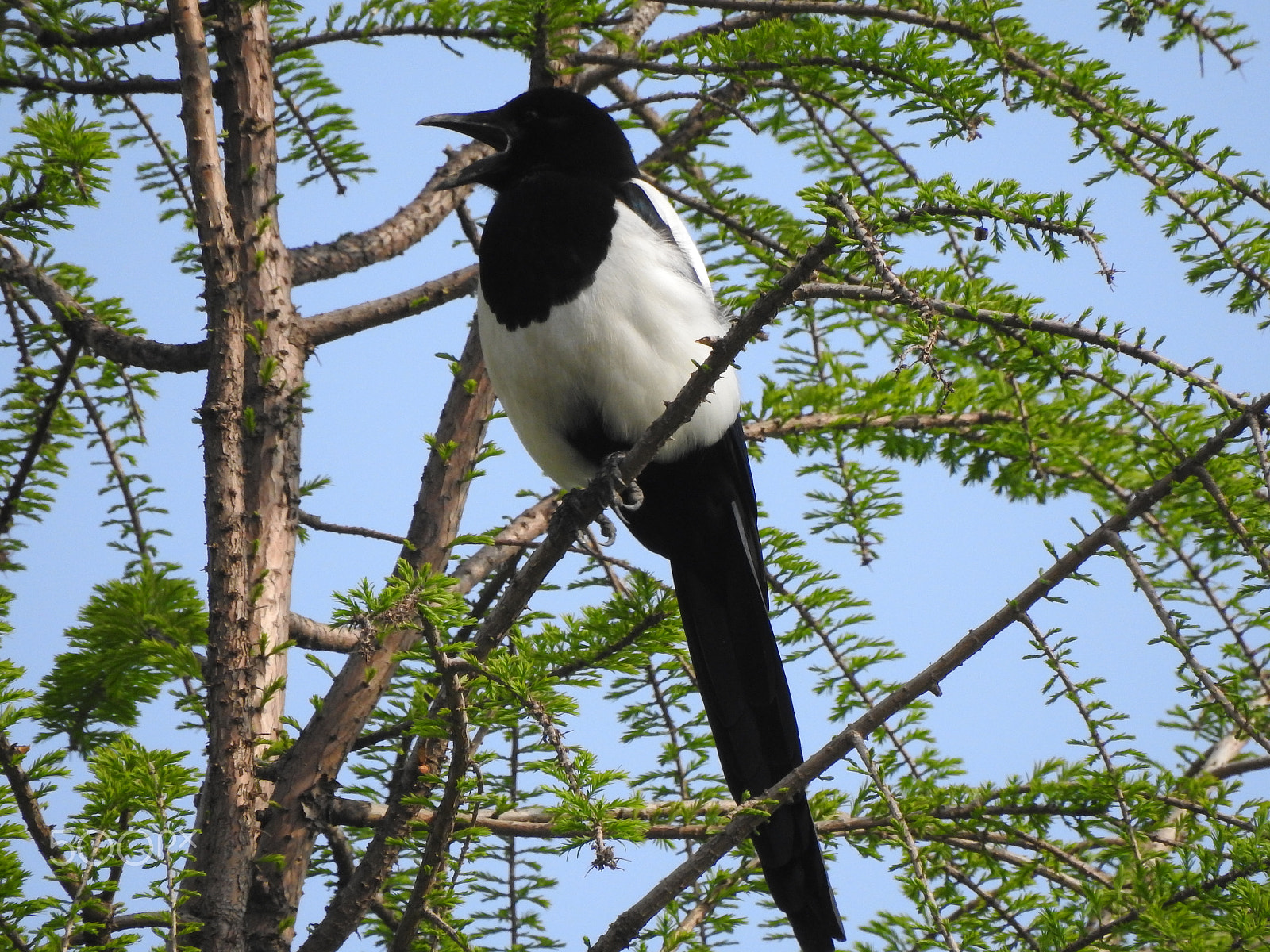 Nikon COOLPIX P900s sample photo. A magpie singing photography