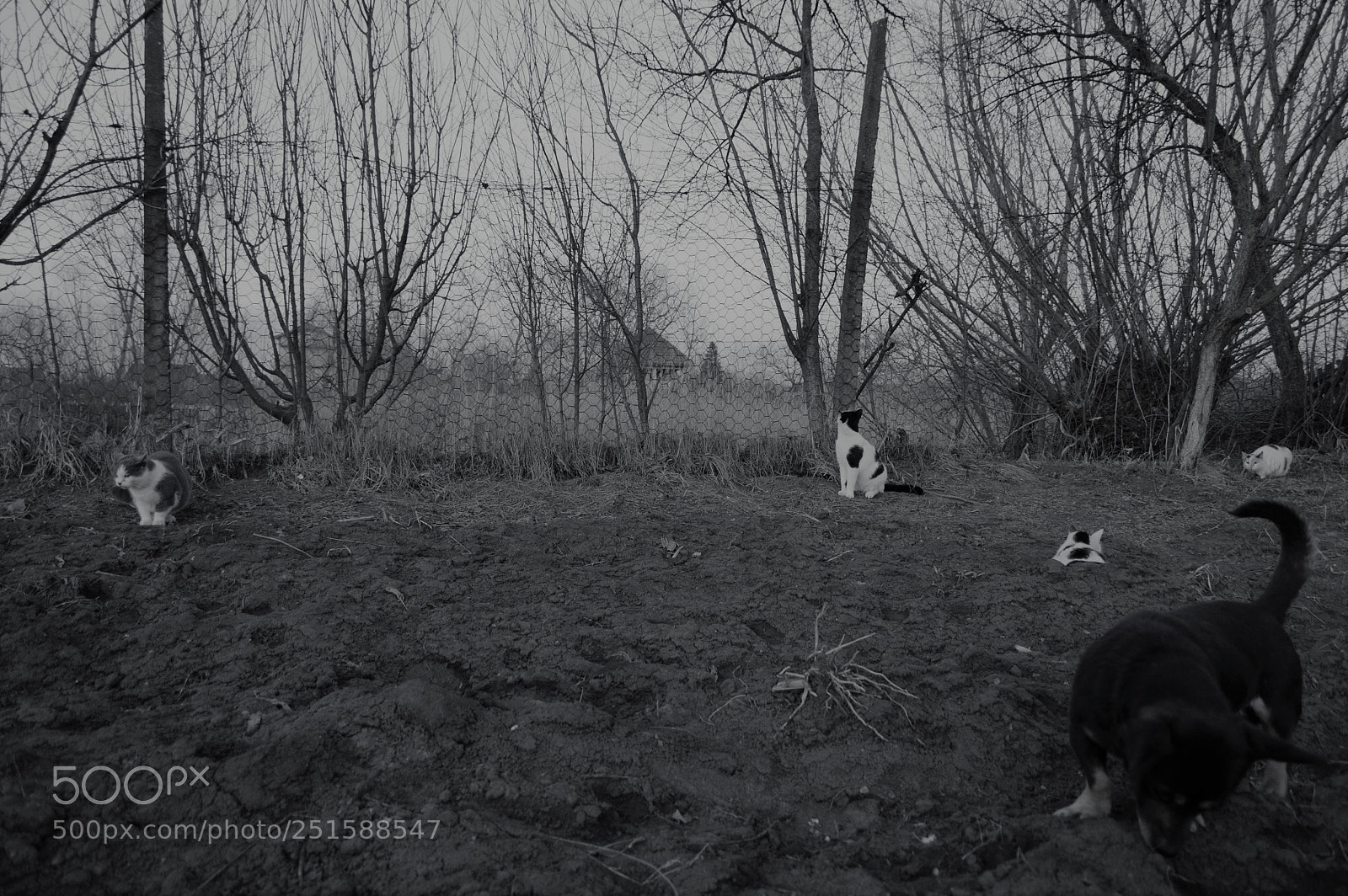 Nikon D3200 sample photo. Cats photography