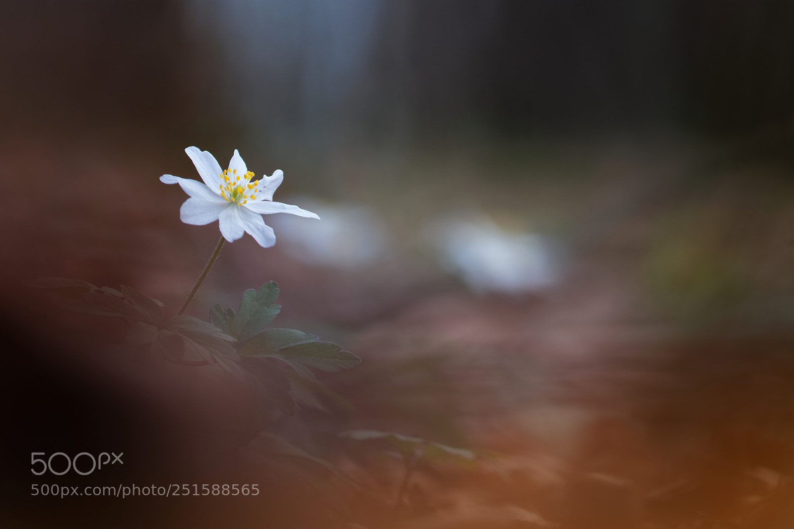 Canon EOS 200D (EOS Rebel SL2 / EOS Kiss X9) sample photo. Anemone nemorosa photography
