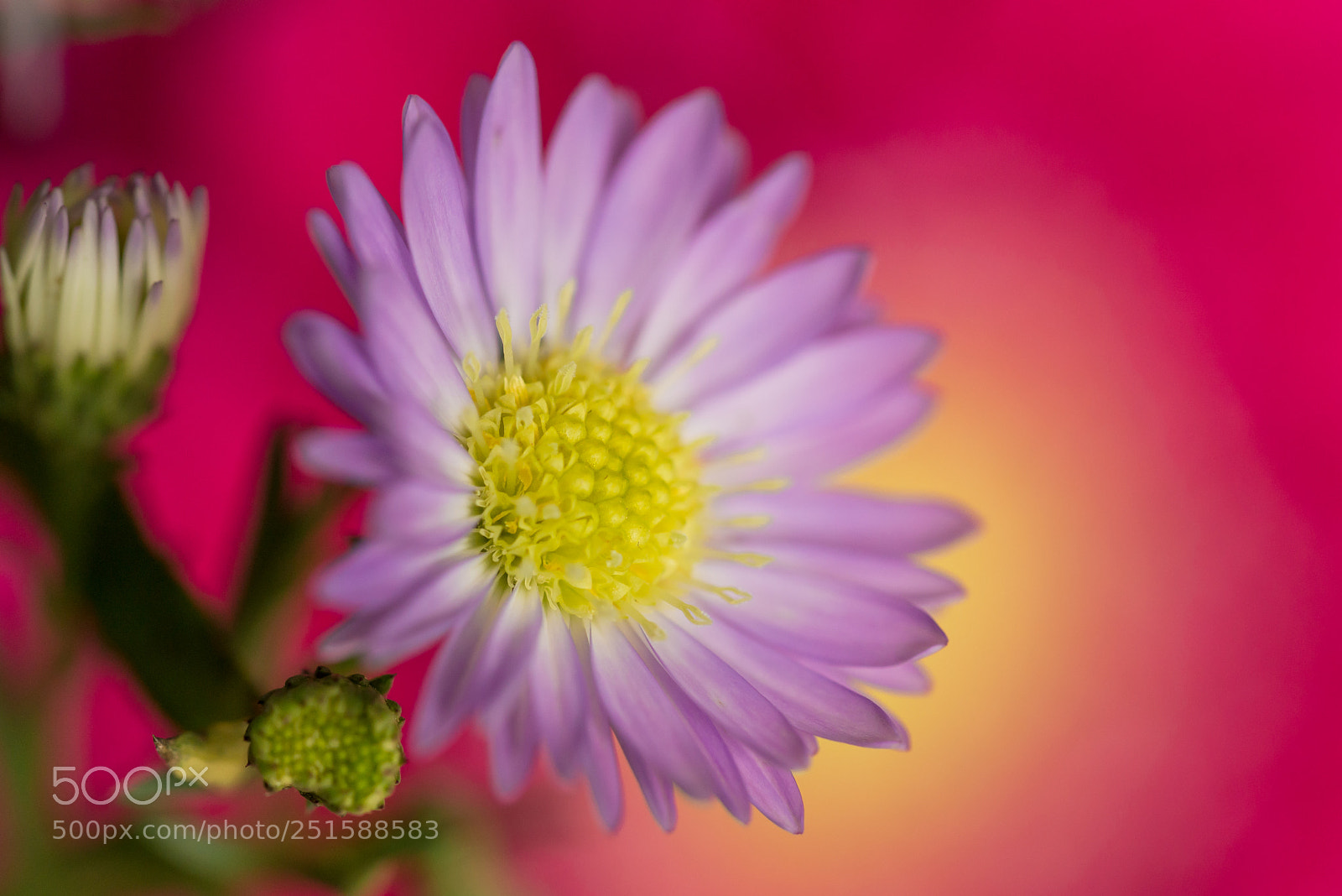 Nikon D610 sample photo. Colourfull flower photography