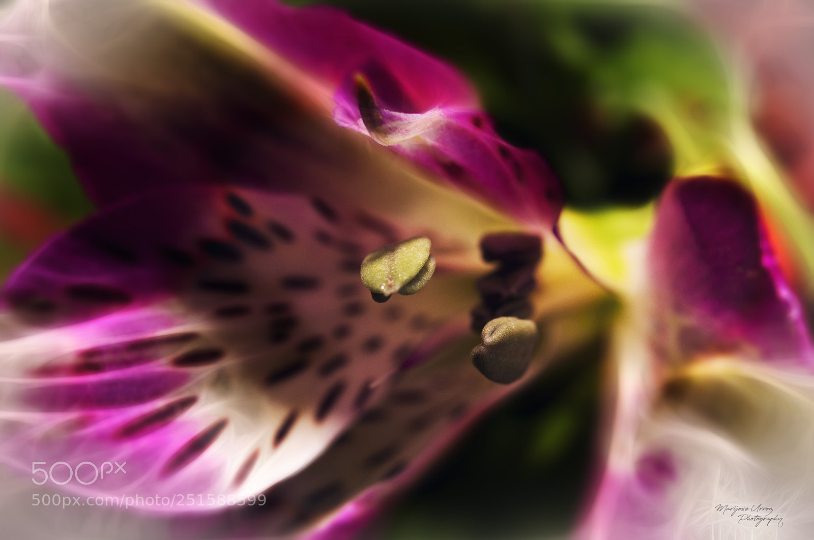 Nikon D300 sample photo. Spring time photography