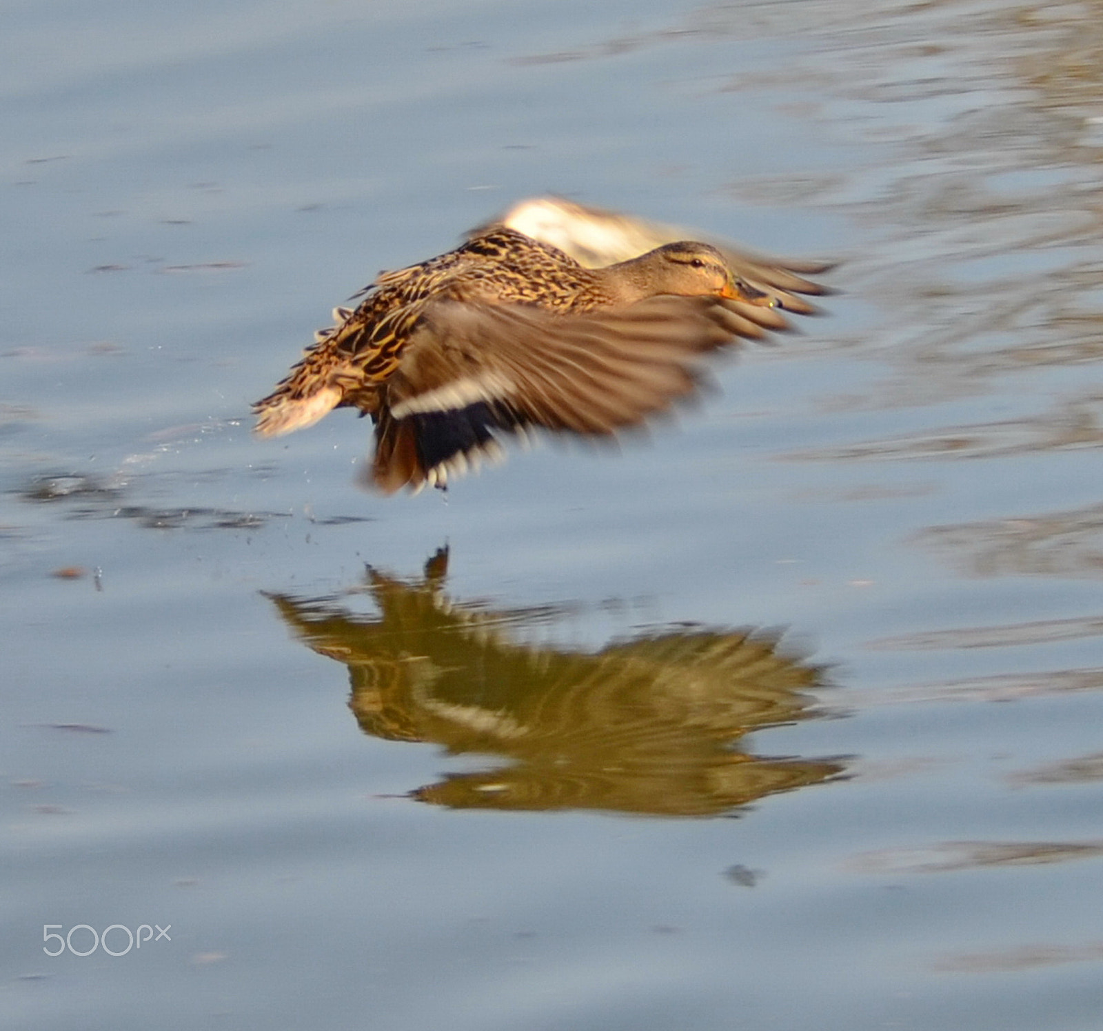 Nikon D7000 sample photo. Landing photography