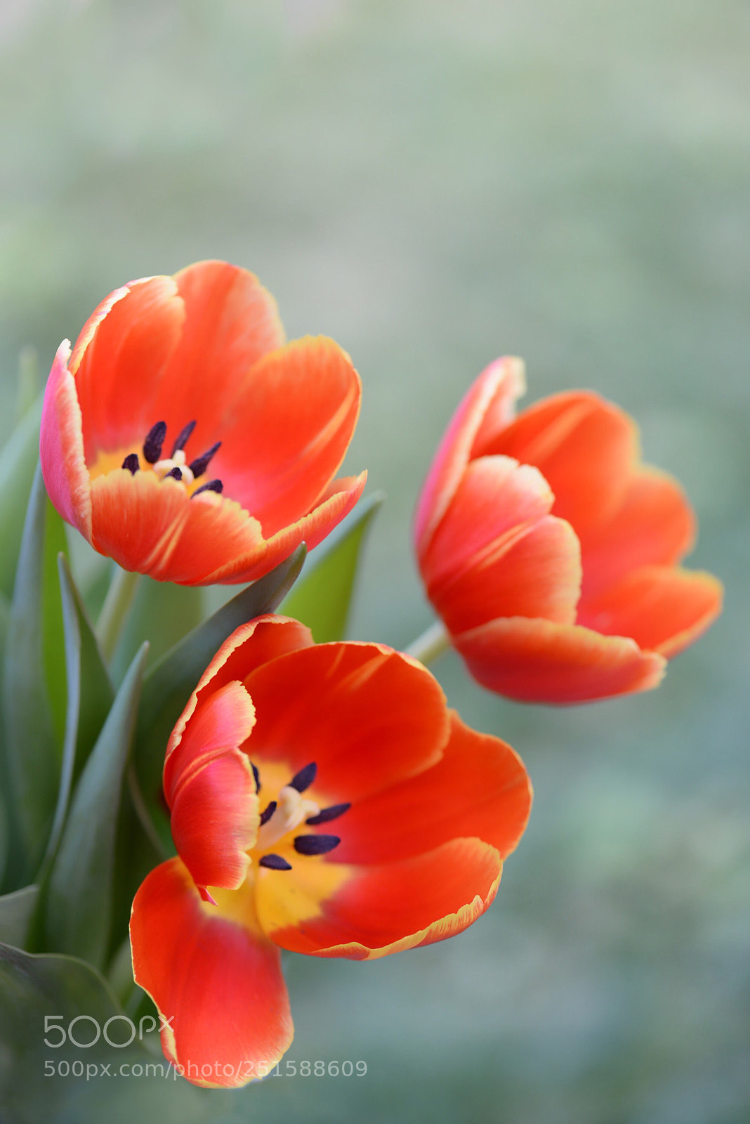 Nikon D610 sample photo. Brilliant tulip
 photography