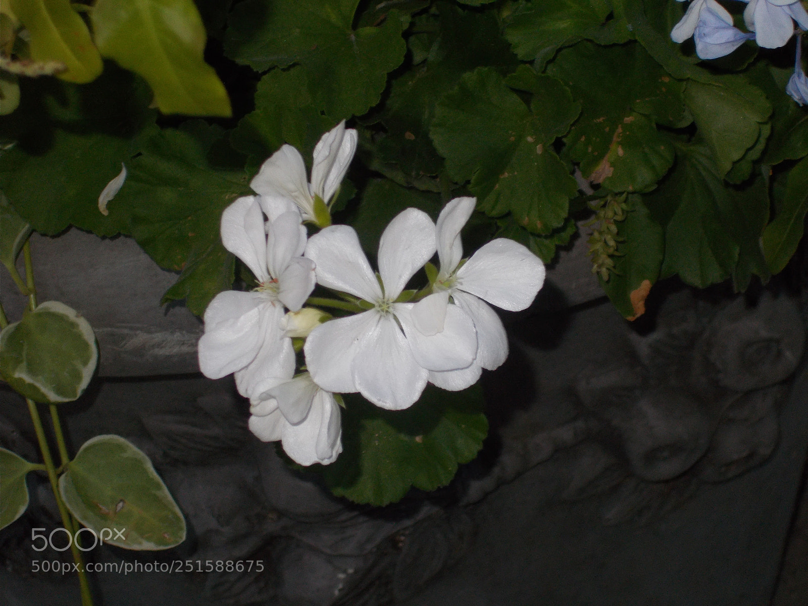 Nikon Coolpix L31 sample photo. A white flower at photography