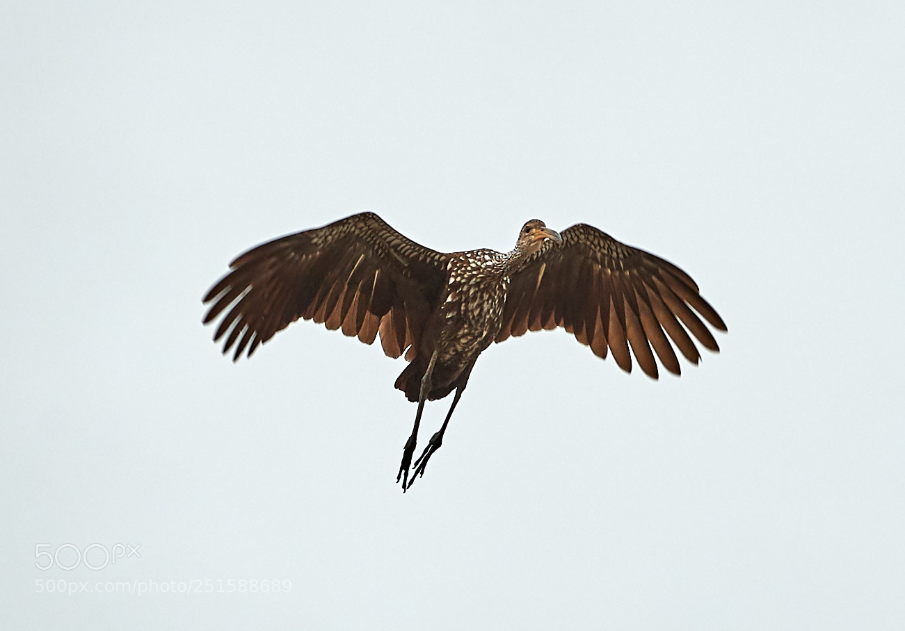 Canon EOS-1D X Mark II sample photo. 03-31-18-0010079.jpg photography