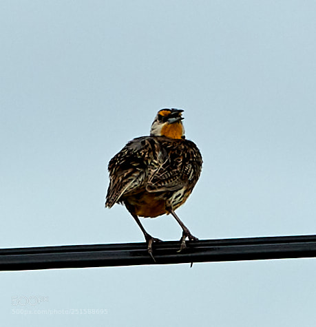 Canon EOS-1D X Mark II sample photo. 03-31-18-0010076.jpg photography