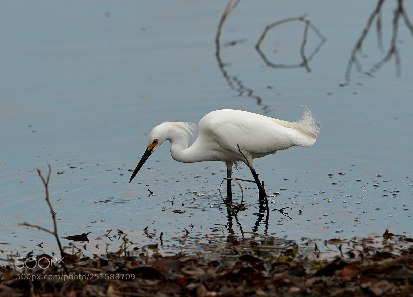 Canon EOS-1D X Mark II sample photo. 03-31-18-0010059.jpg photography