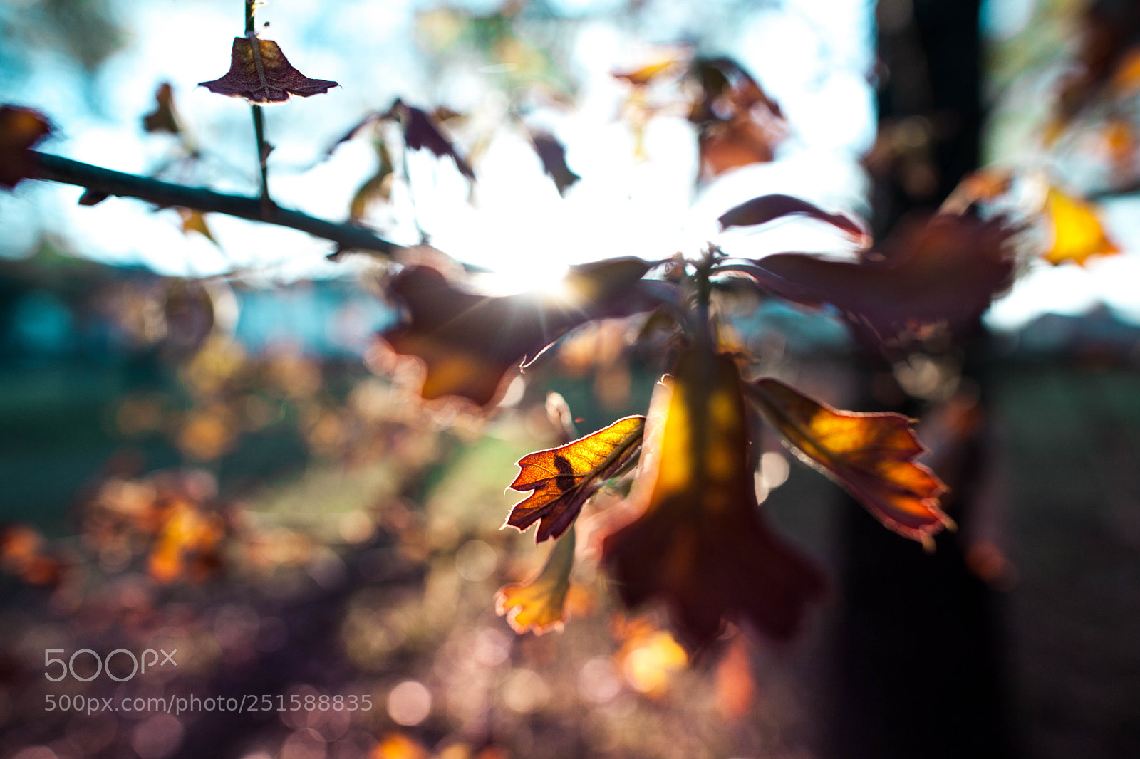Canon EOS 5D Mark II sample photo. Untitled (of ) photography