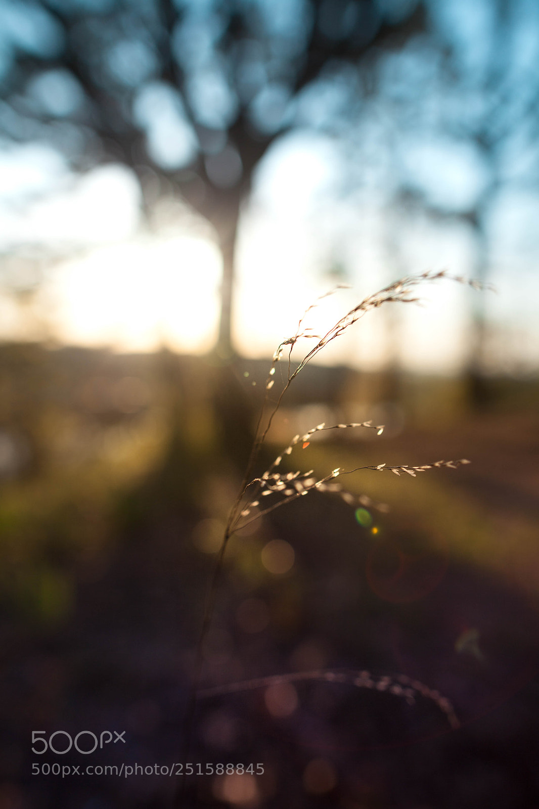 Canon EOS 5D Mark II sample photo. Untitled (of ) photography