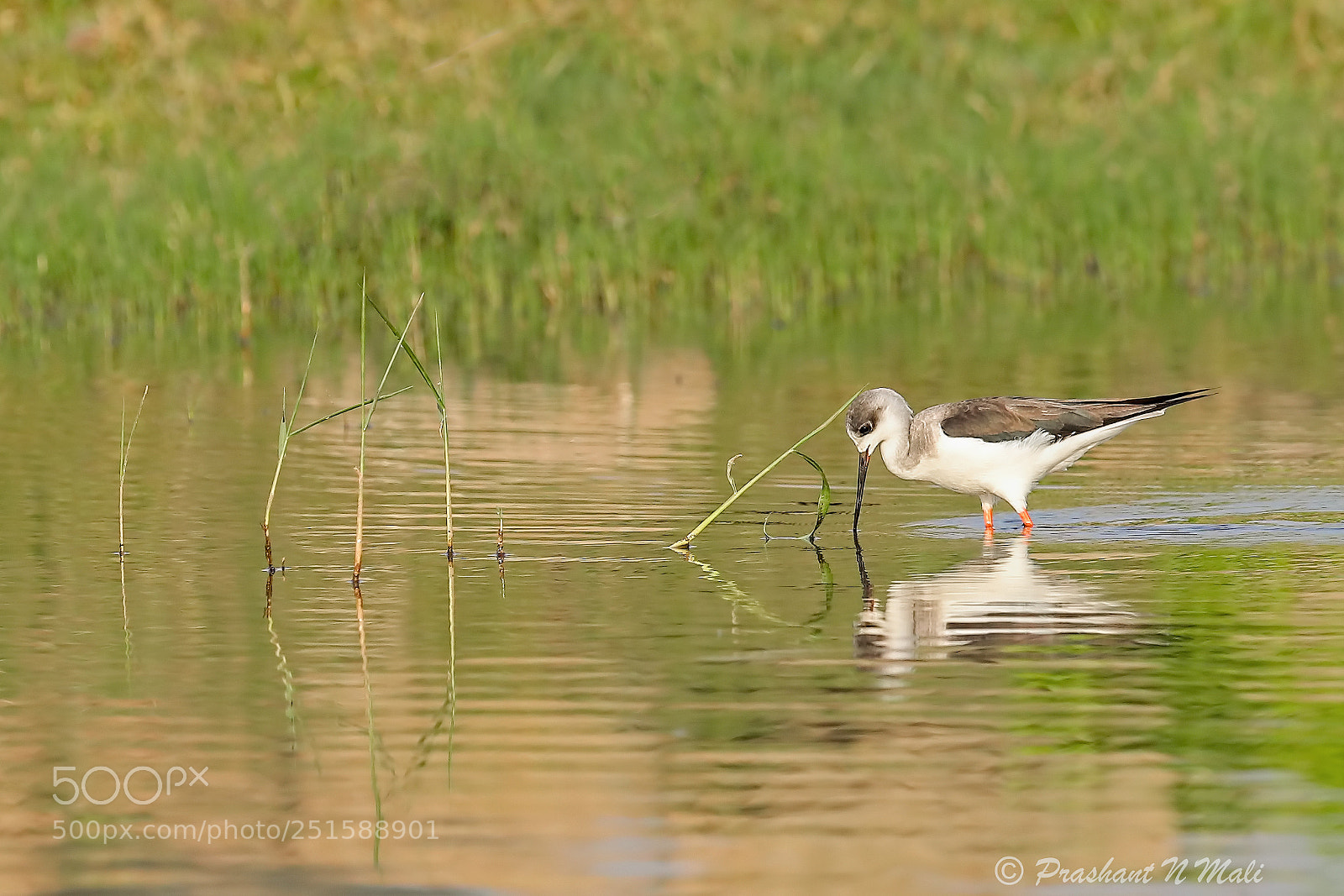 Canon EOS 5D Mark IV sample photo. Blackwingedstilt photography