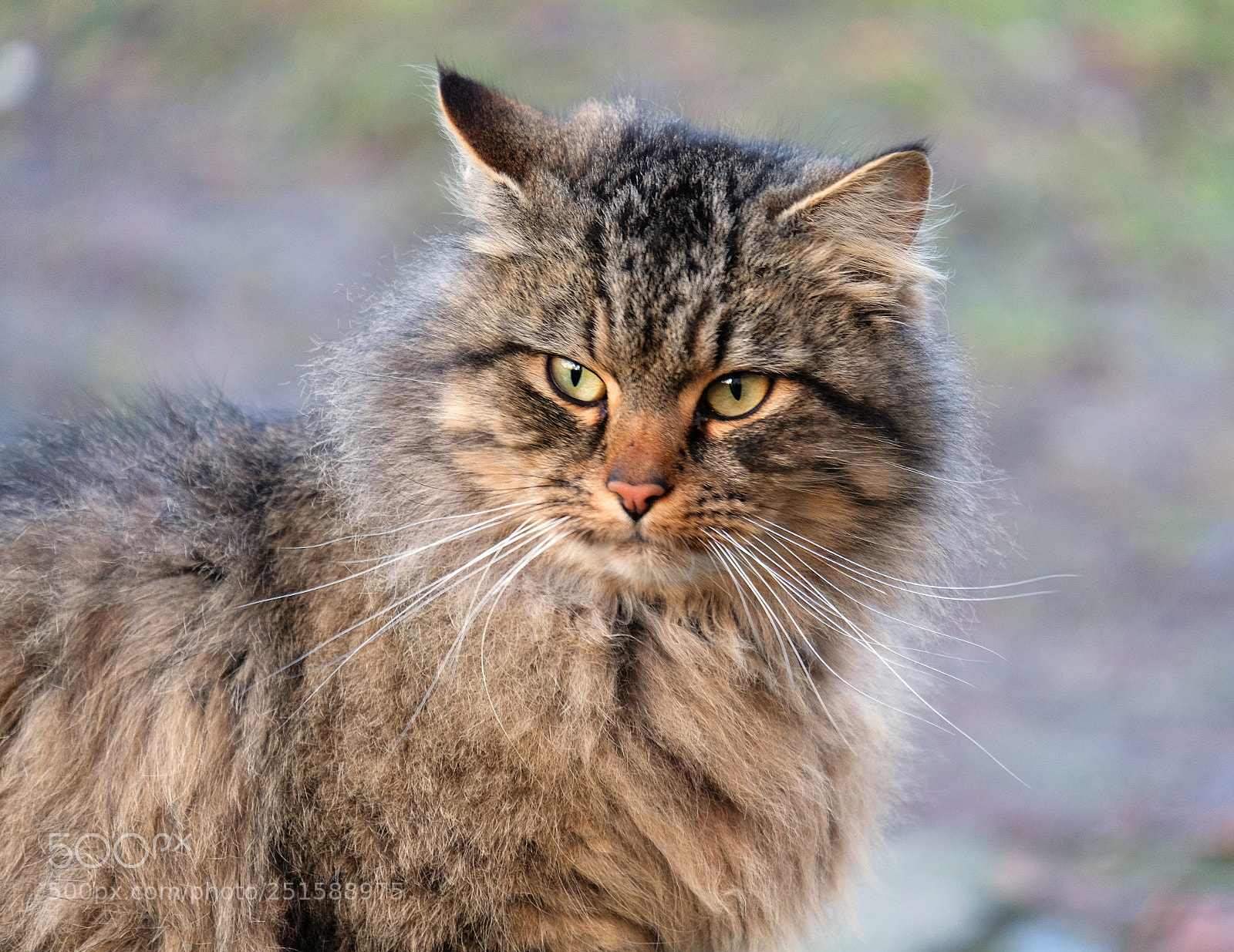 Fujifilm X-T20 sample photo. Portrait of serious cat photography