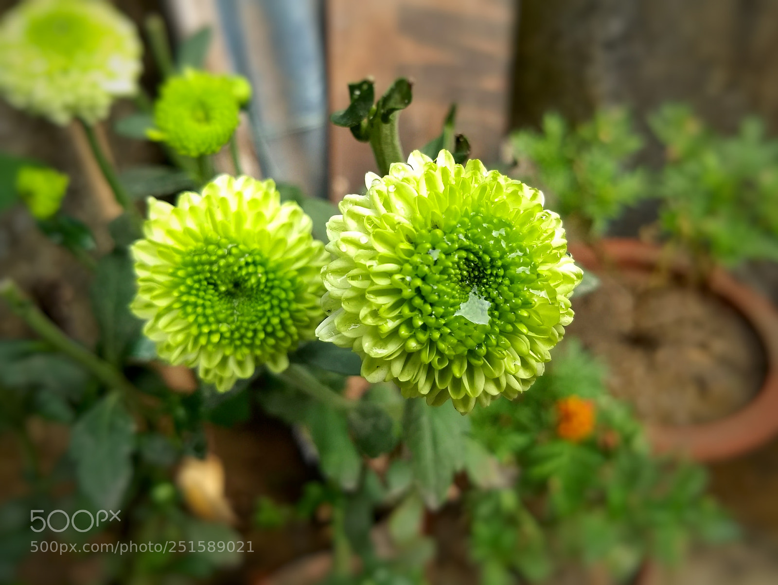 Motorola Moto G (5) Plus sample photo. Untitled photography