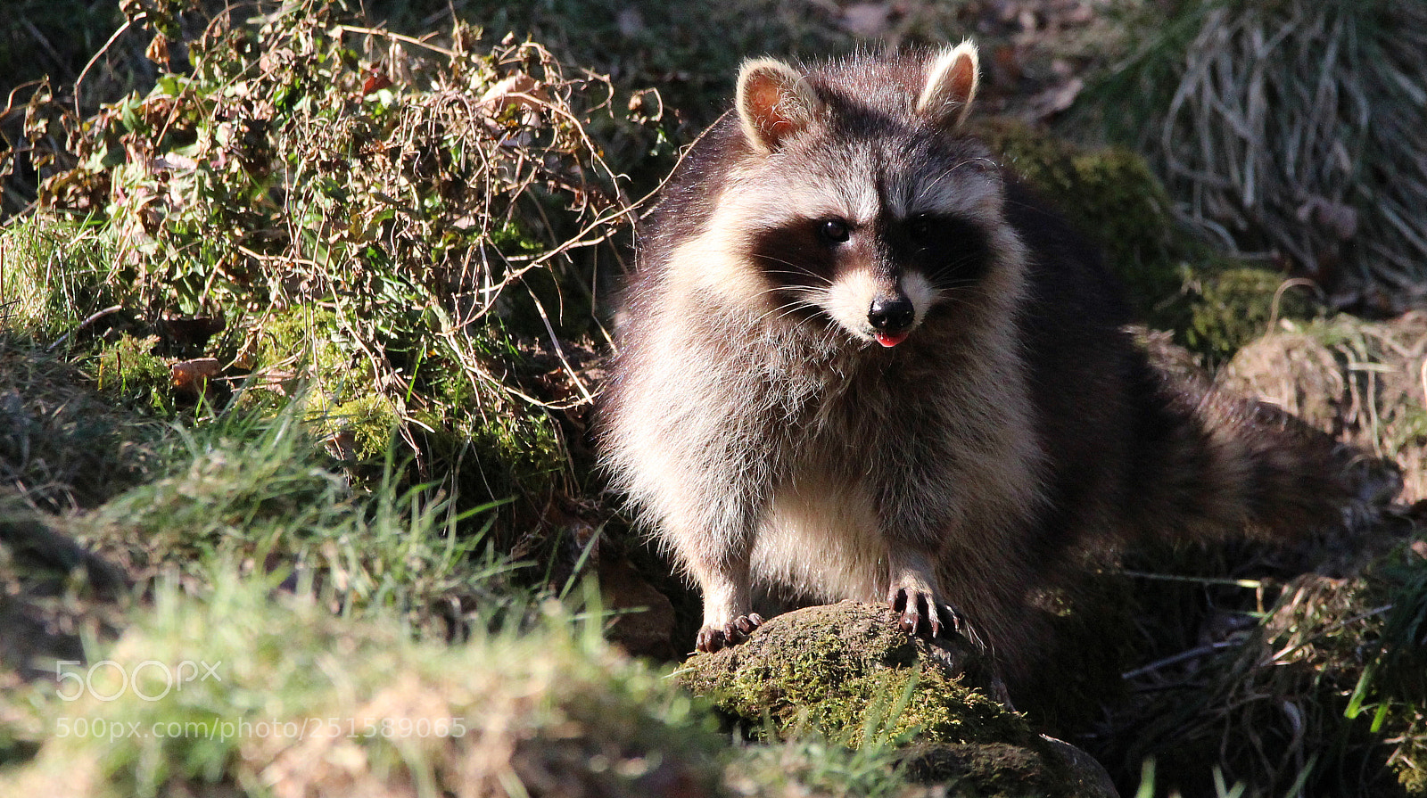 Canon EOS 1200D (EOS Rebel T5 / EOS Kiss X70 / EOS Hi) sample photo. Racoon showing his tongue photography