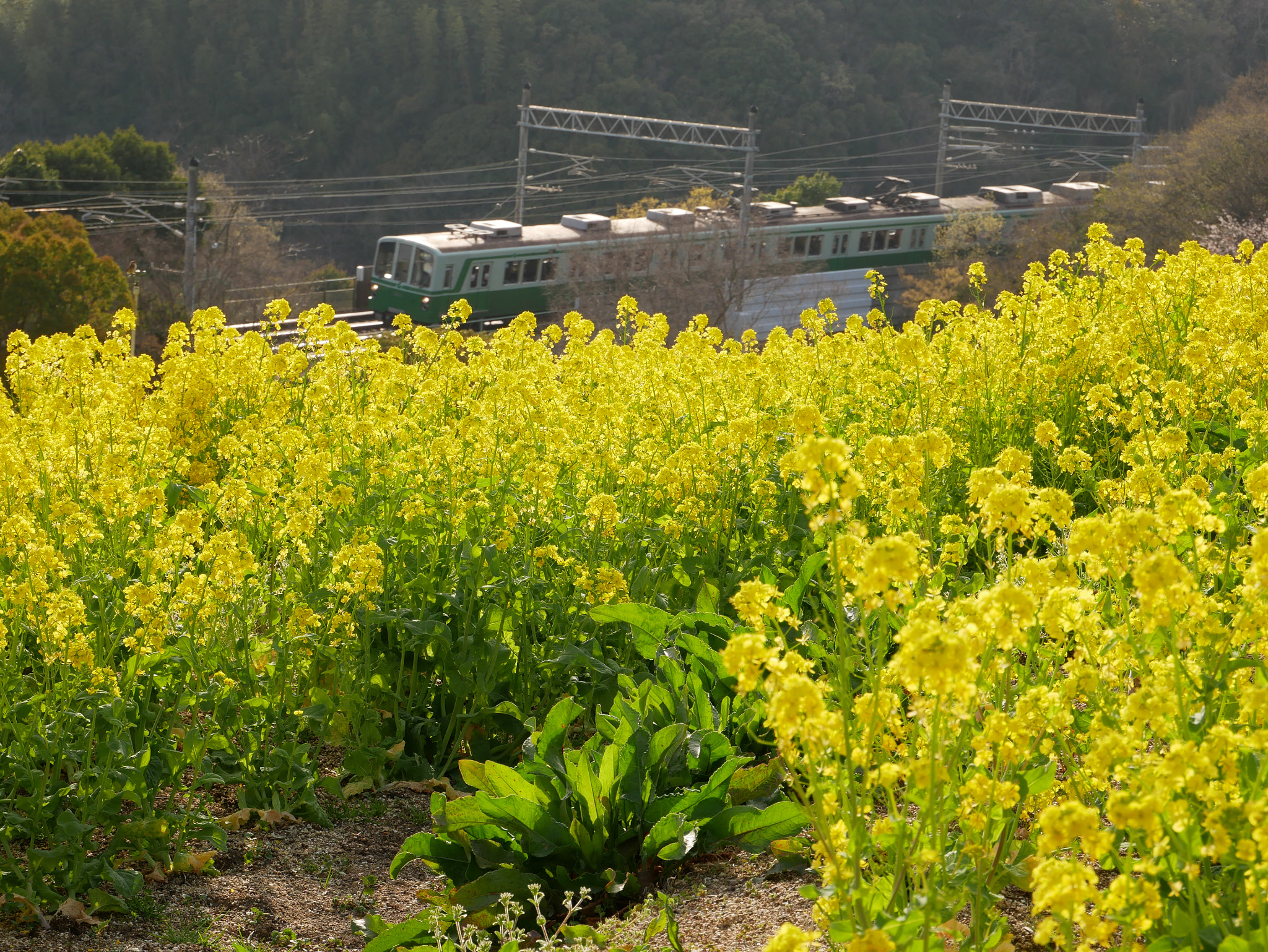 Panasonic DMC-G8 sample photo. Canola flower photography